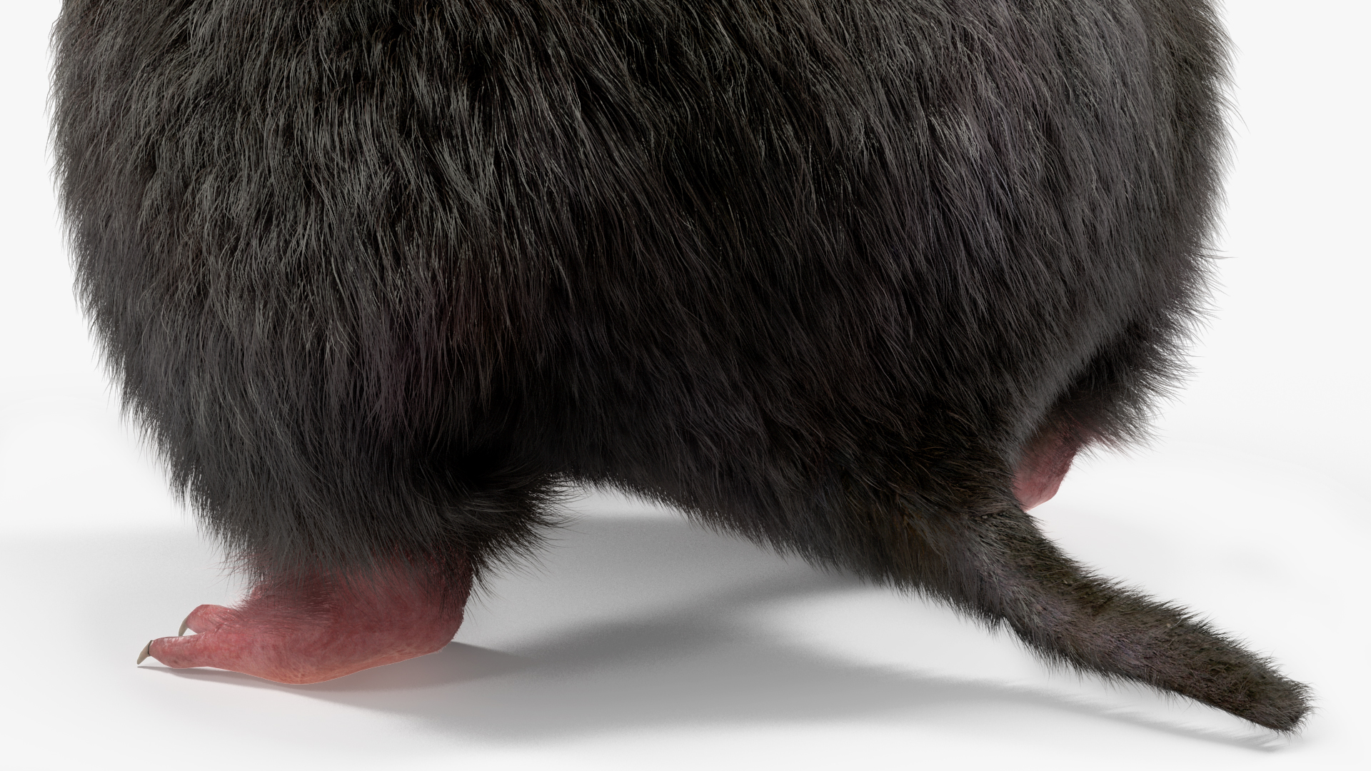 3D Burrowing Mole Fur model