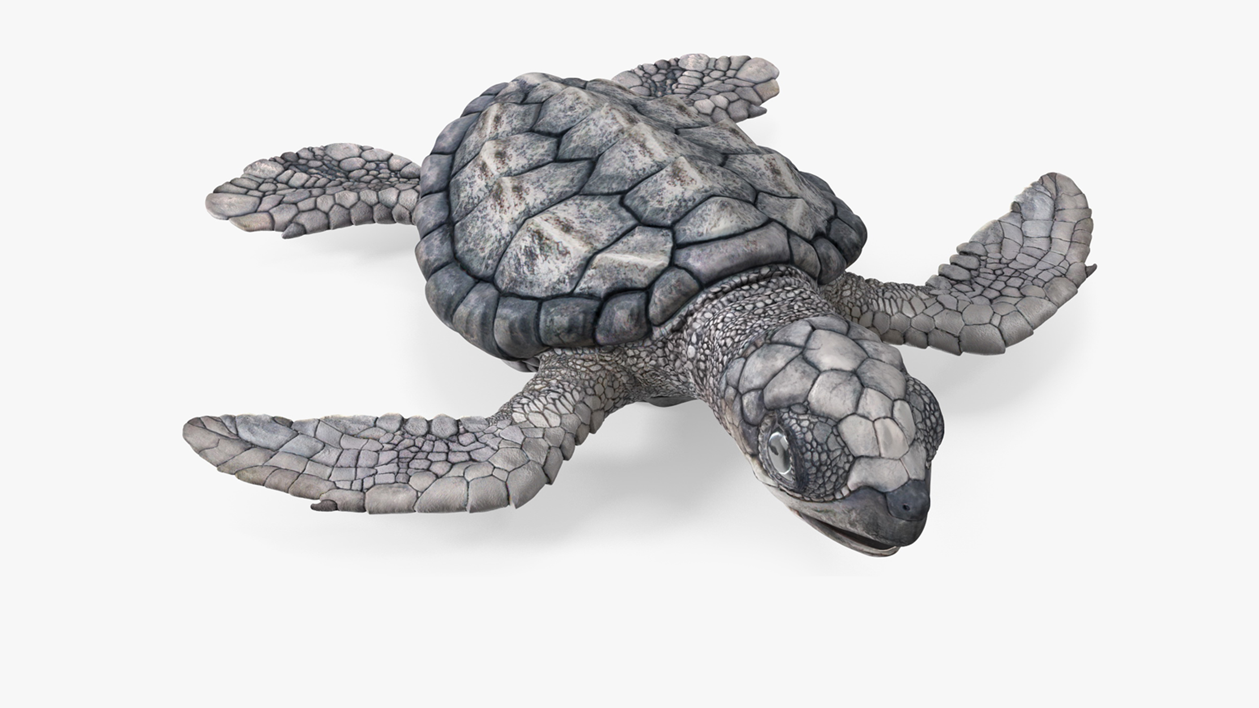 3D Baby Sea Turtle Gray Rigged for Maya