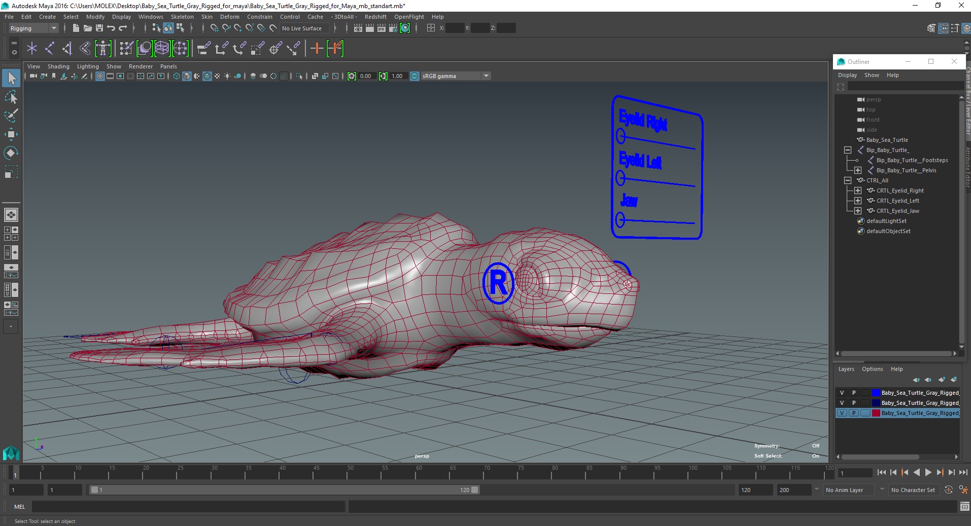 3D Baby Sea Turtle Gray Rigged for Maya