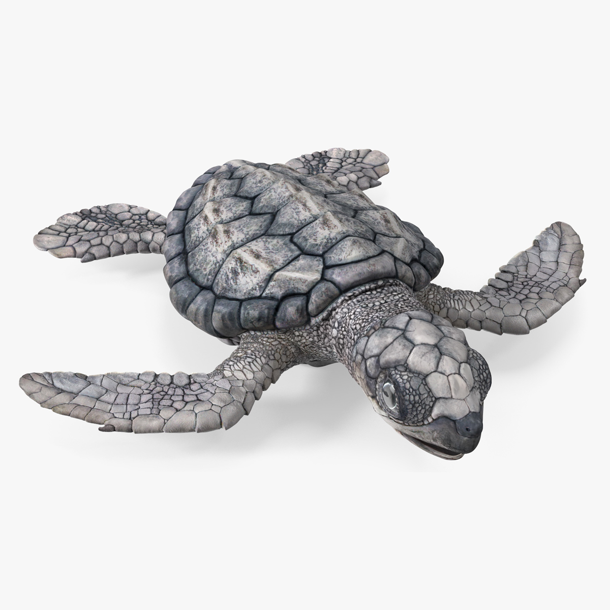 3D Baby Sea Turtle Gray Rigged for Maya