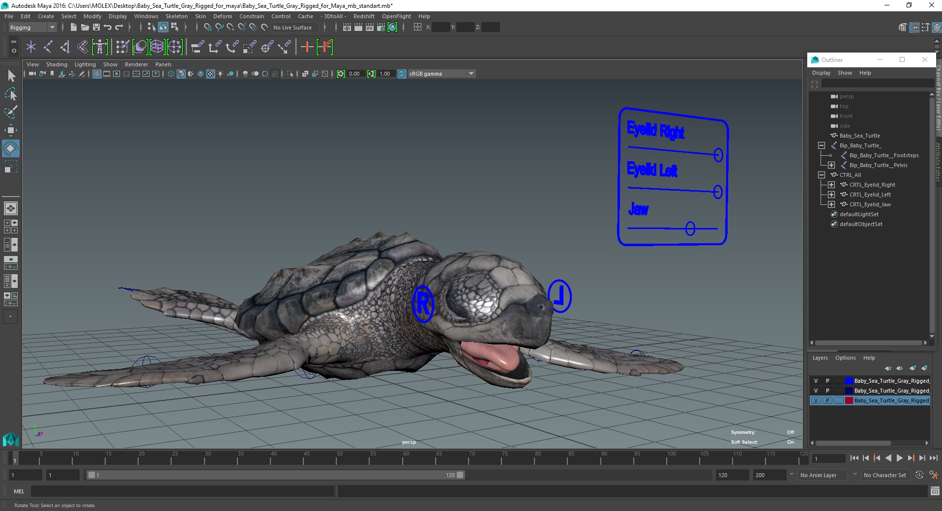 3D Baby Sea Turtle Gray Rigged for Maya