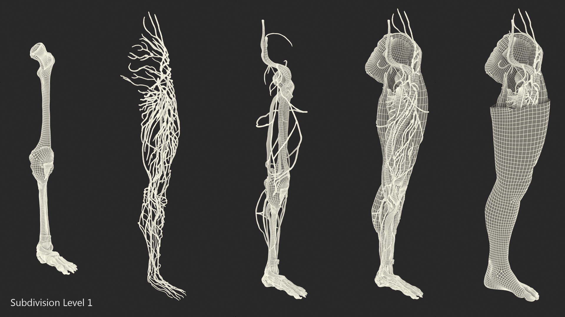 3D model Male Leg Full Anatomy and Skin