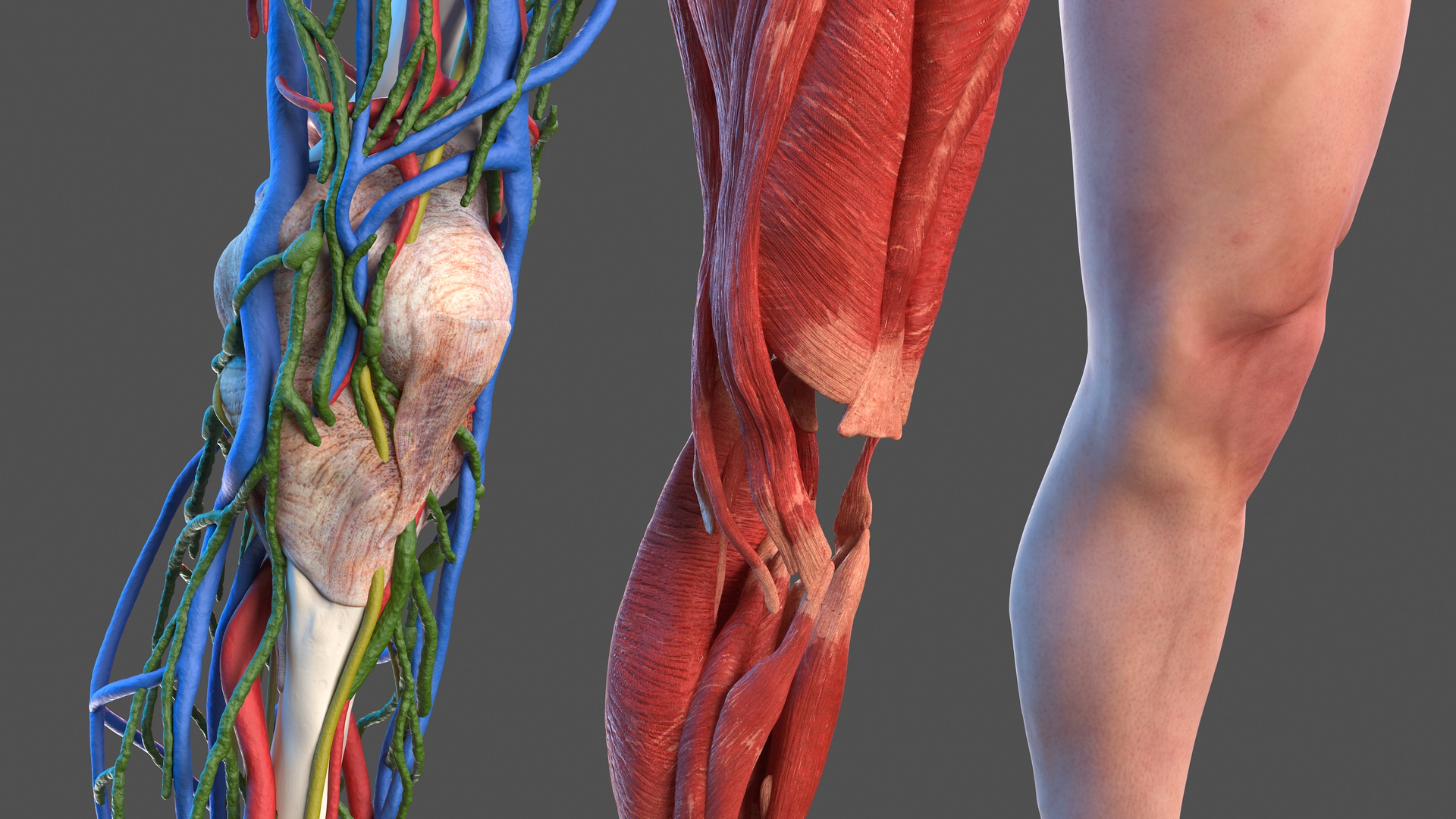 3D model Male Leg Full Anatomy and Skin