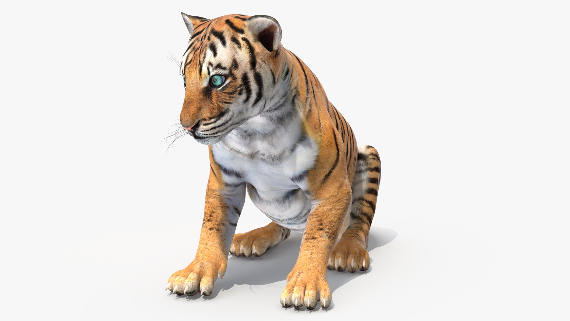 Tiger Cub Sitting 3D