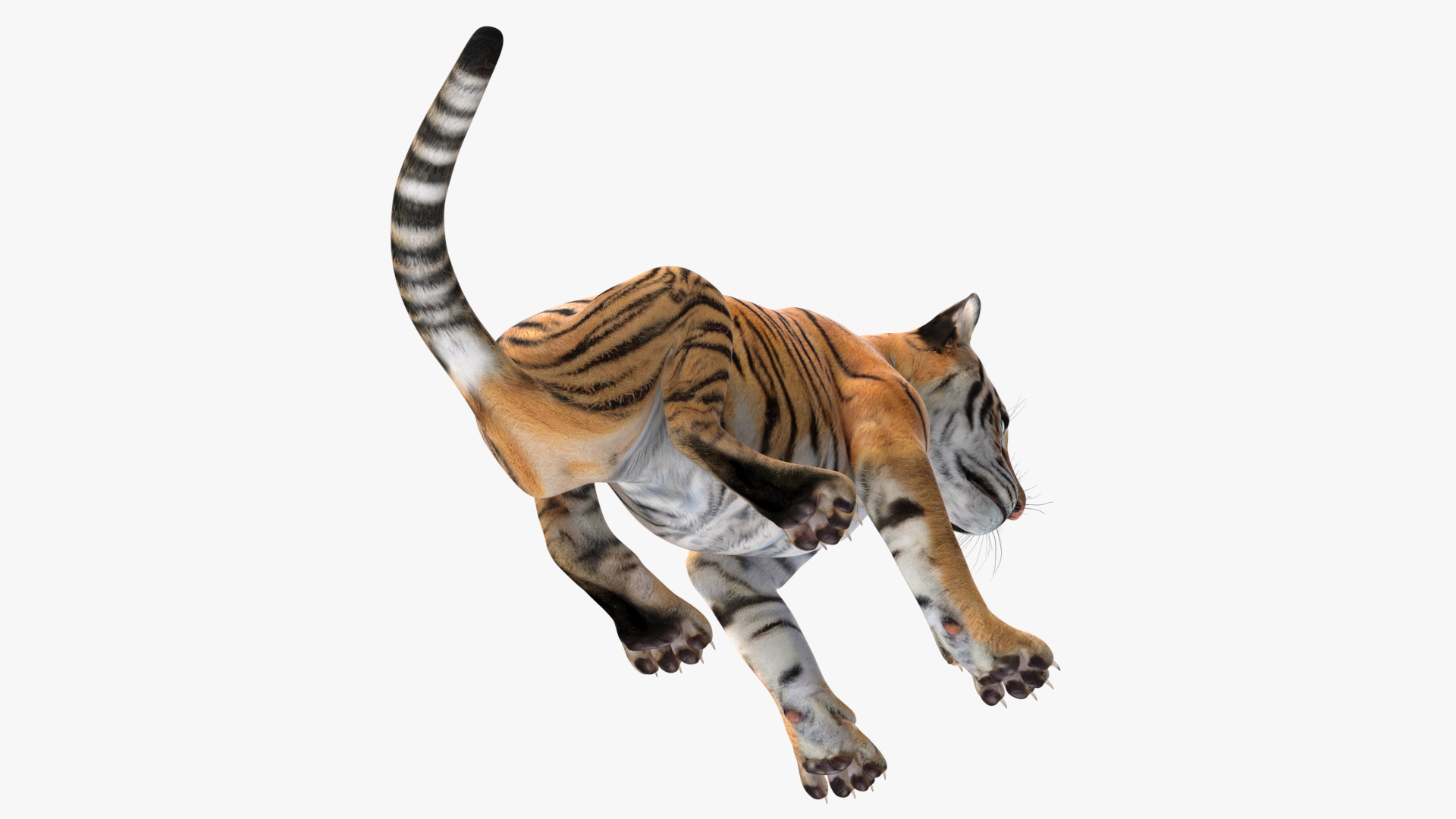Tiger Cub Sitting 3D