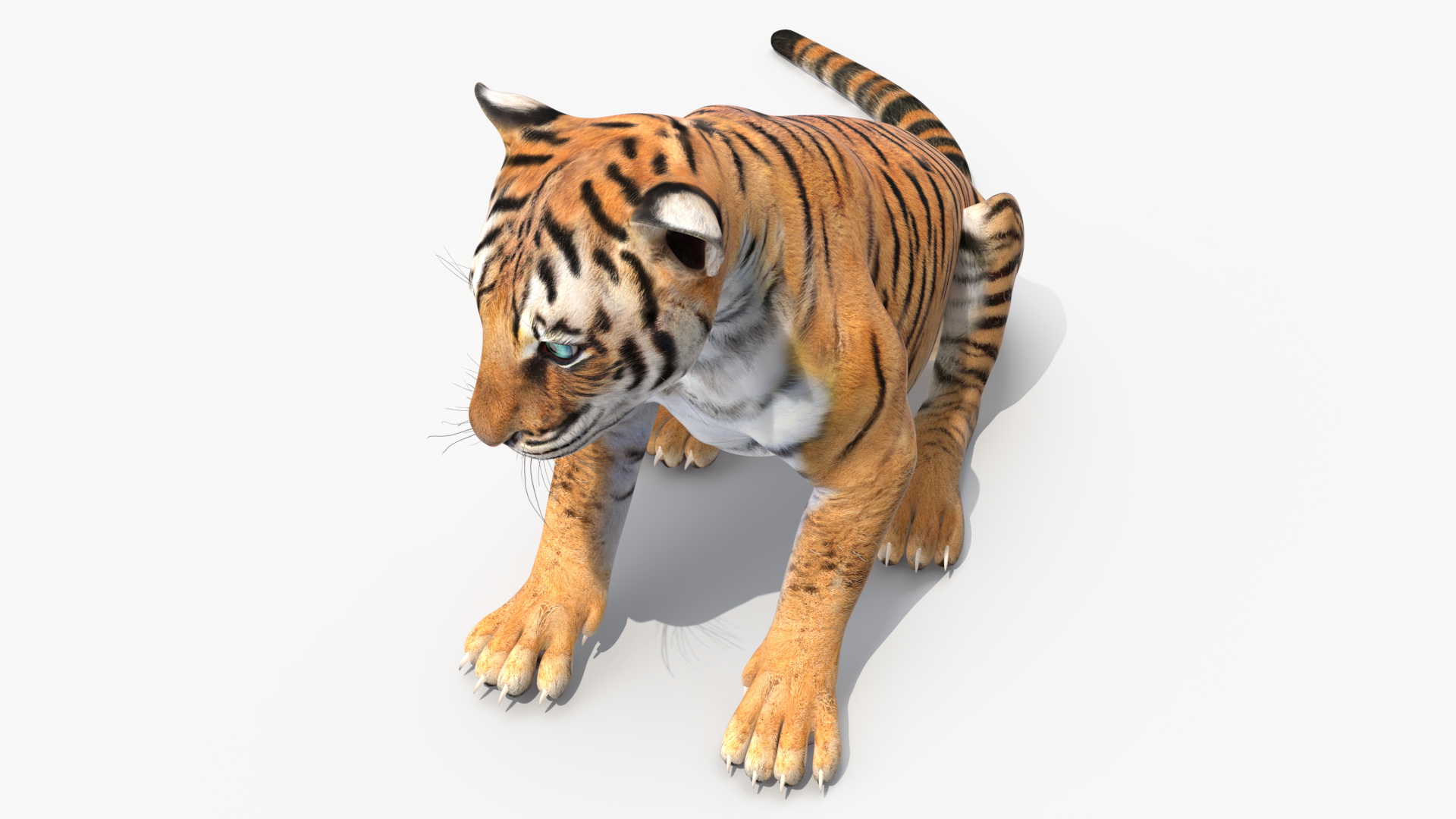 Tiger Cub Sitting 3D
