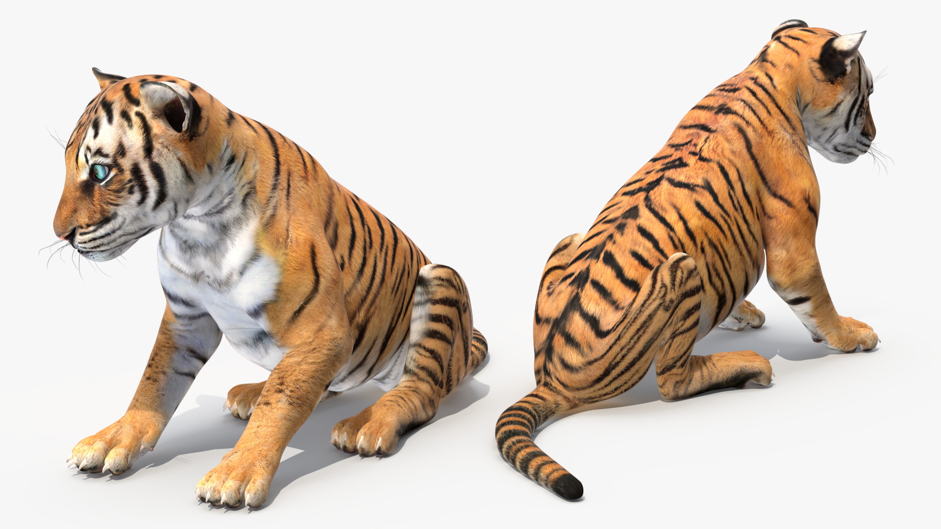 Tiger Cub Sitting 3D