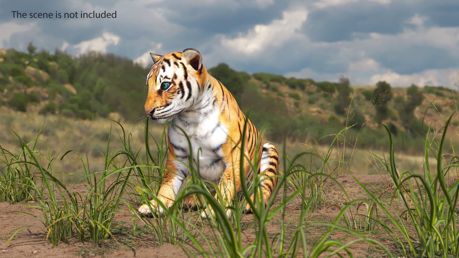 Tiger Cub Sitting 3D