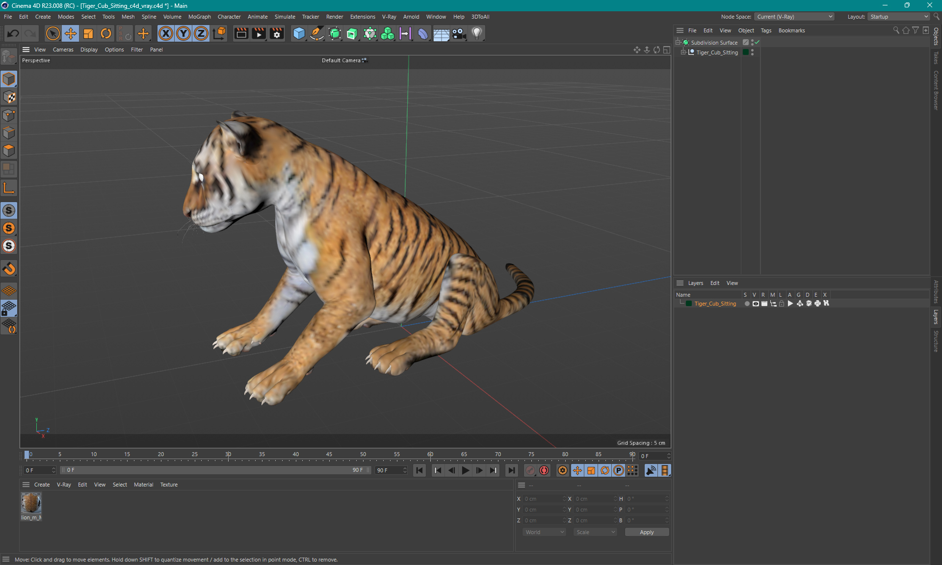 Tiger Cub Sitting 3D