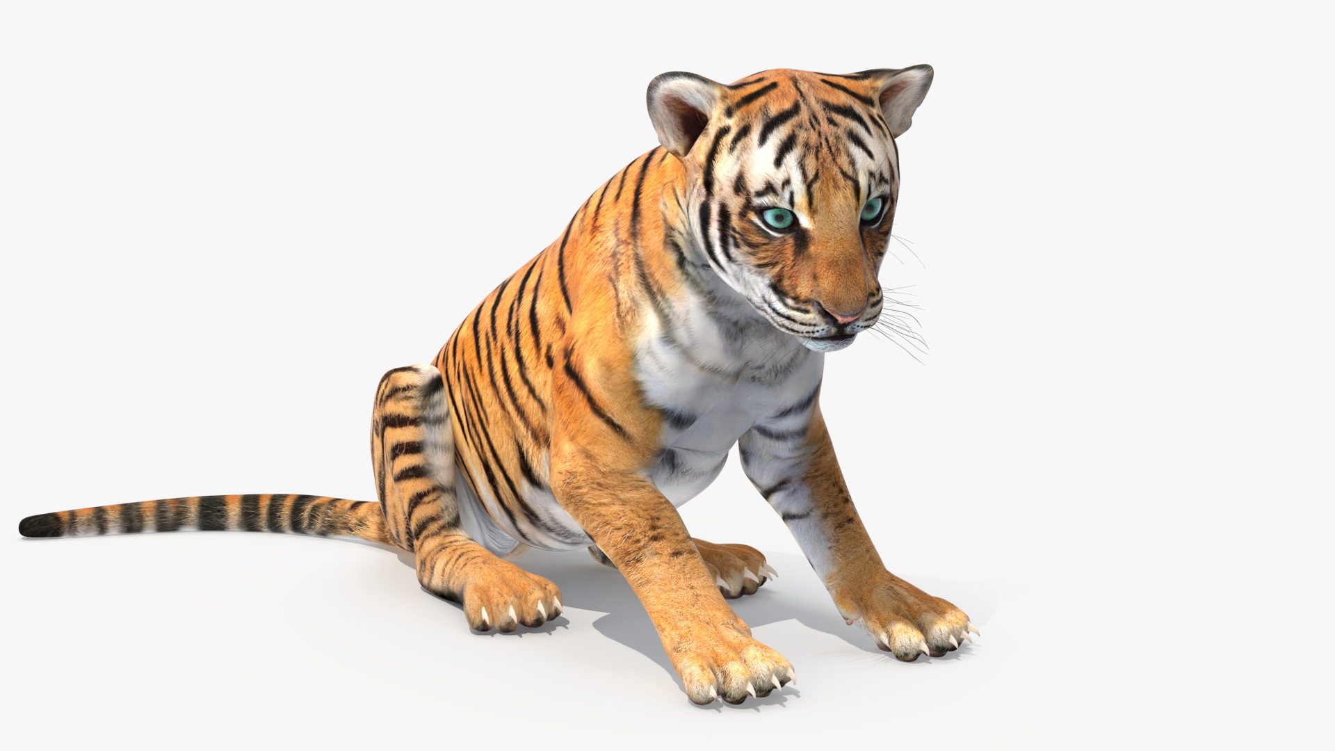 Tiger Cub Sitting 3D