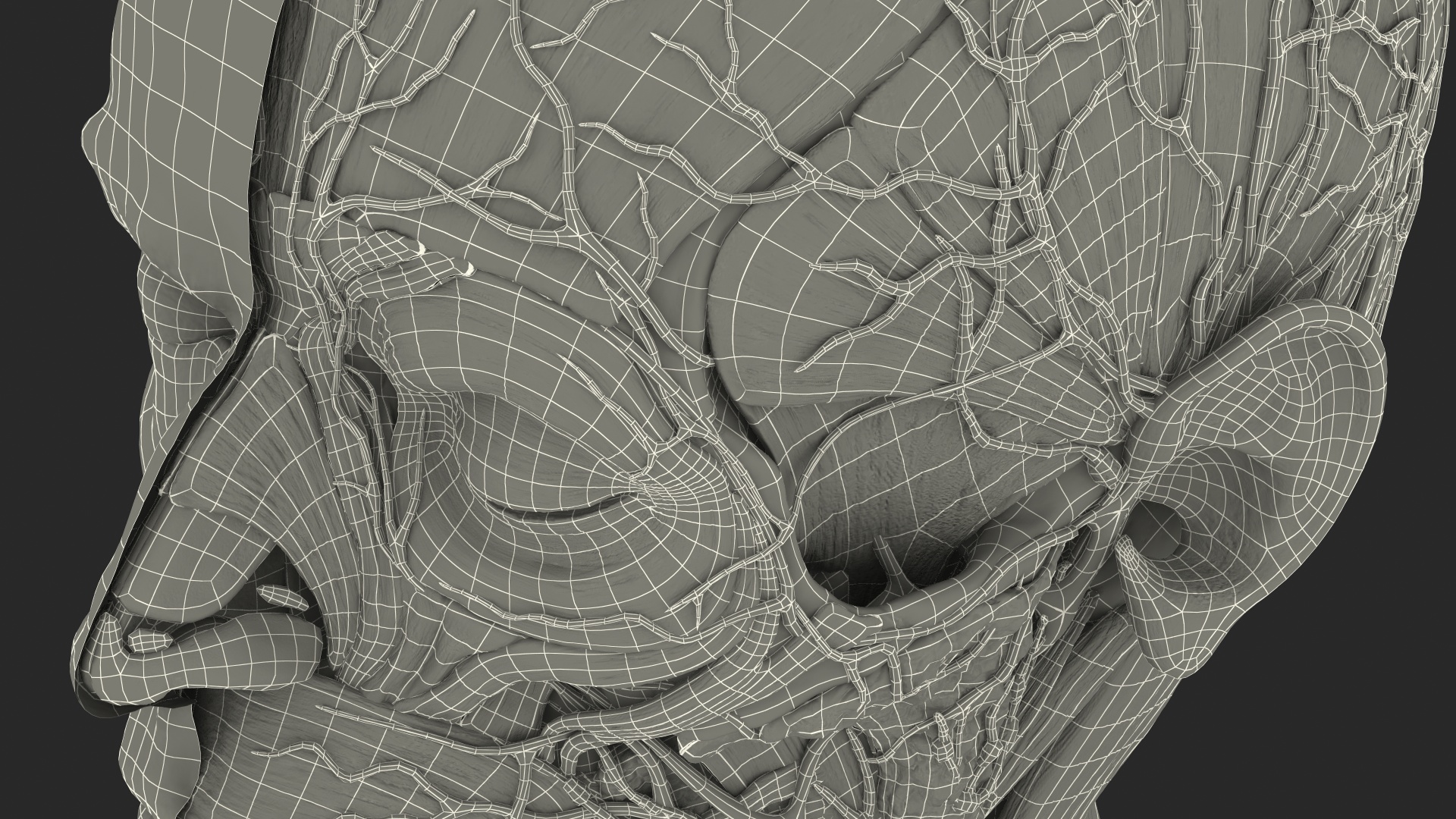 3D Anatomical Male Head Model with Neck