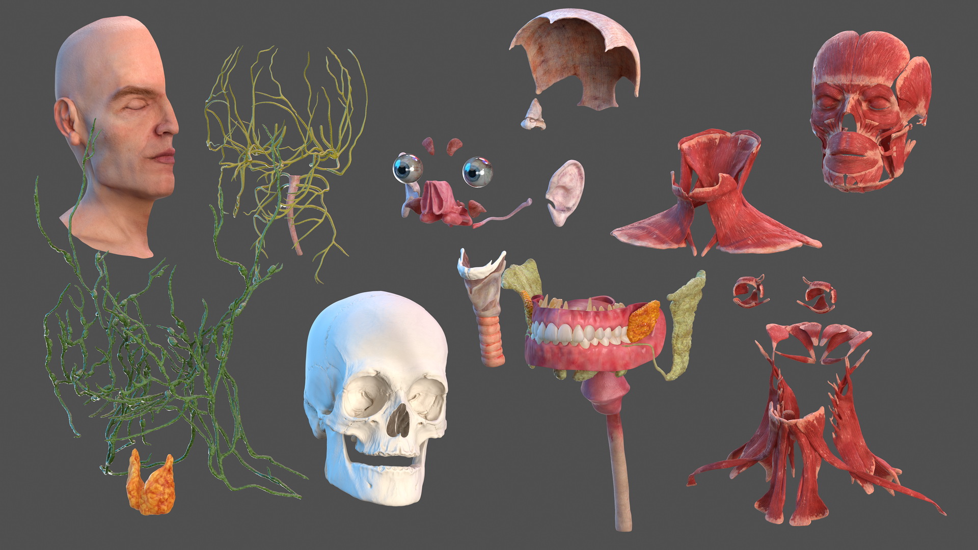 3D Anatomical Male Head Model with Neck