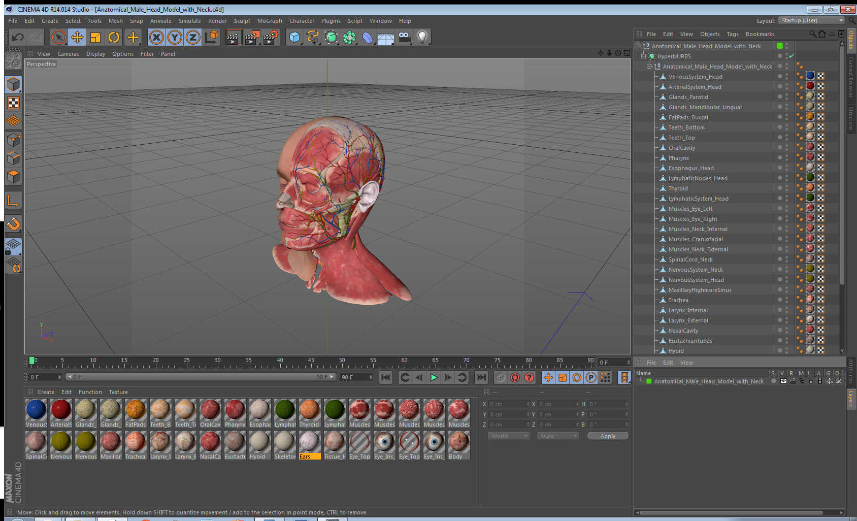 3D Anatomical Male Head Model with Neck