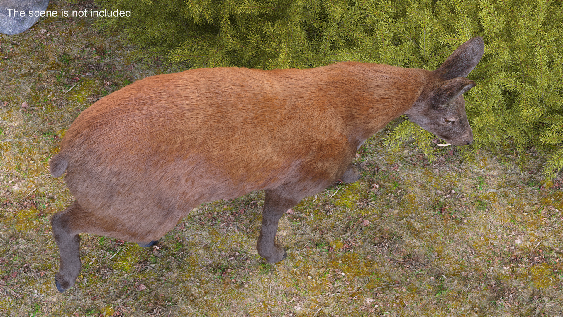 3D Grazing Musk Deer Fur