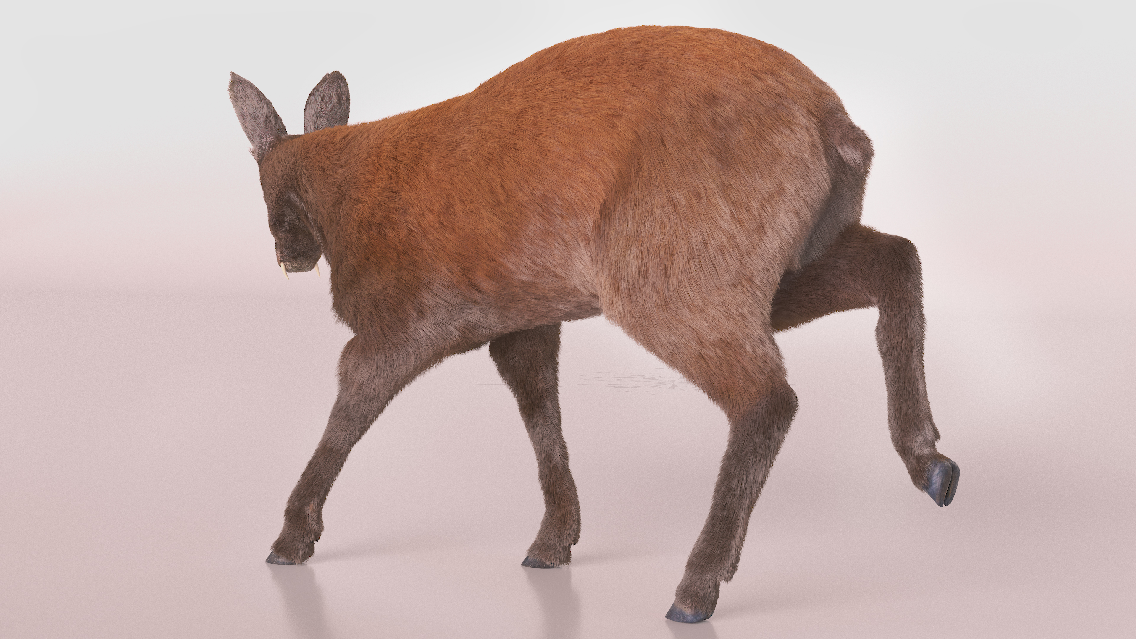 3D Grazing Musk Deer Fur