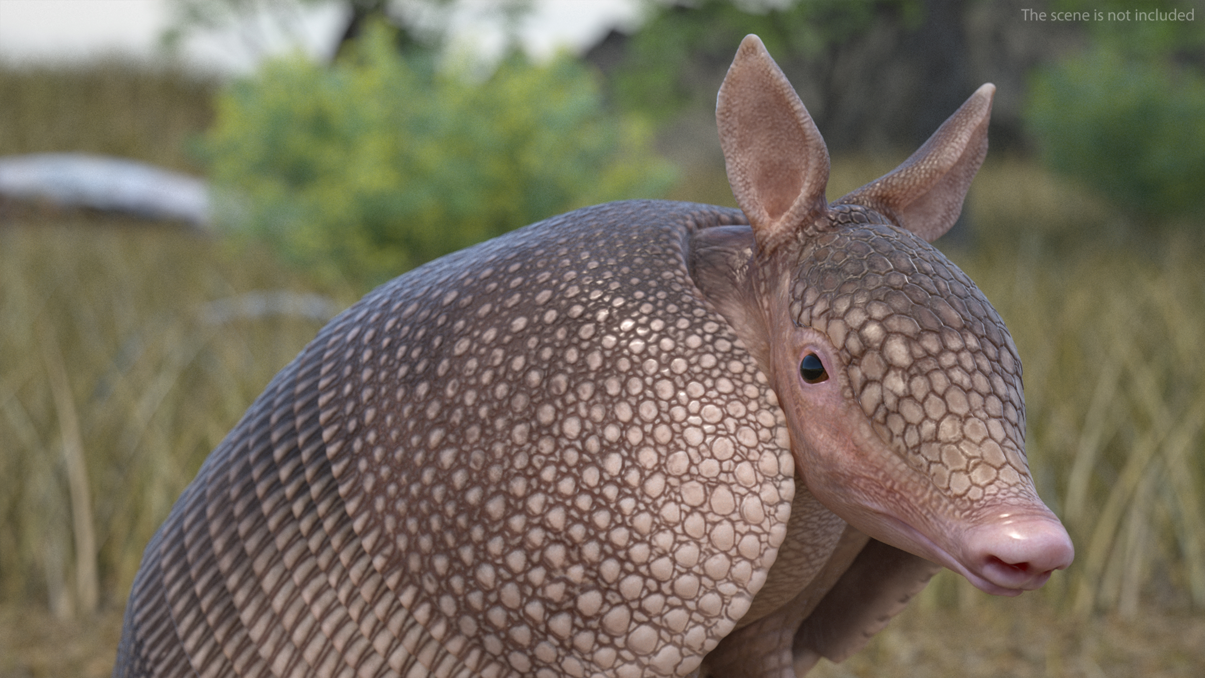 Armadillo in Hind Legs Pose Pink 3D