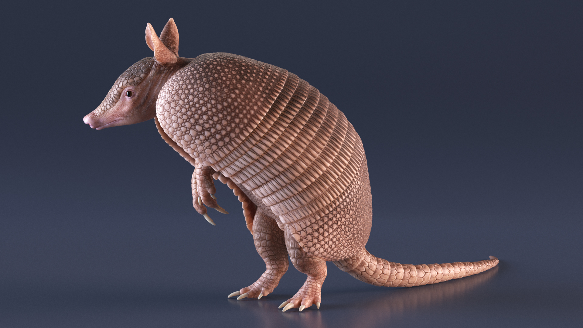 Armadillo in Hind Legs Pose Pink 3D