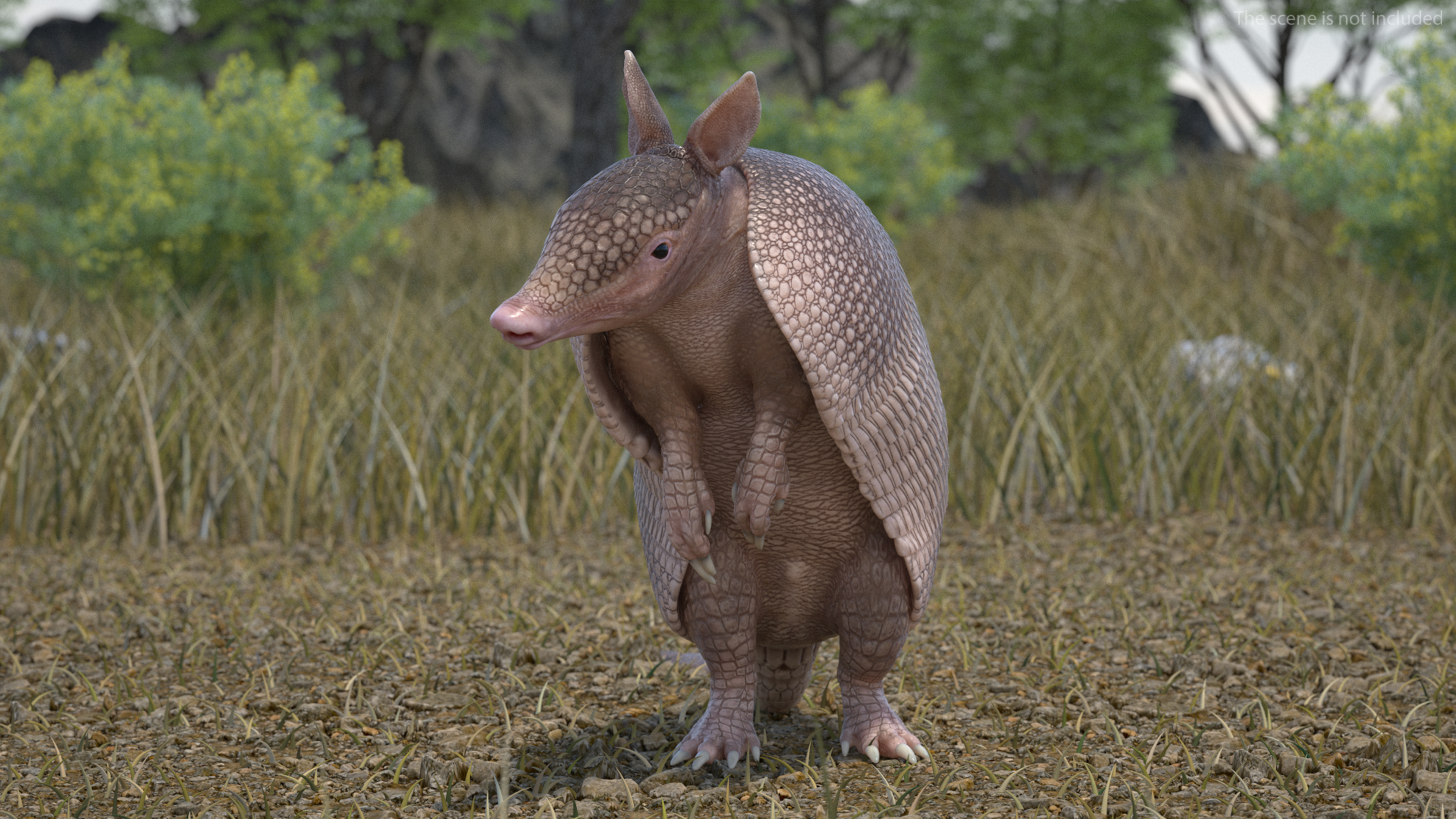 Armadillo in Hind Legs Pose Pink 3D