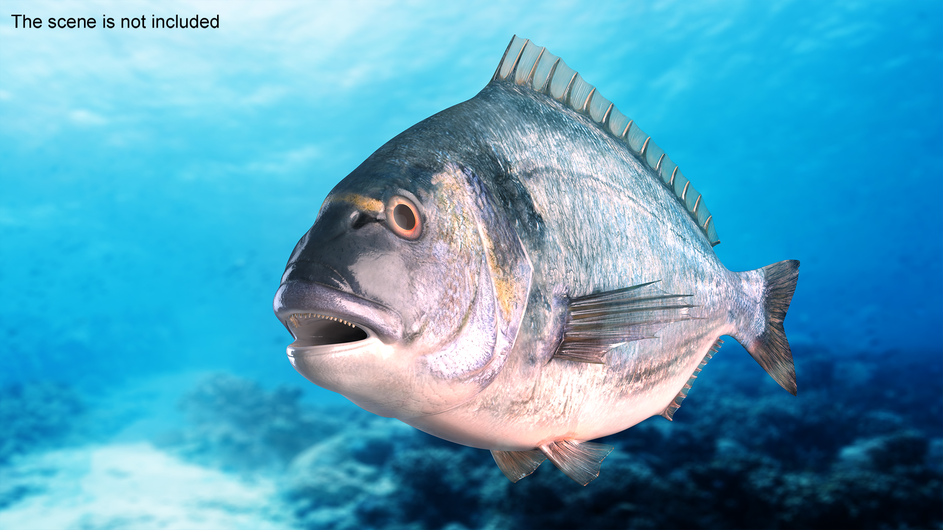 3D Sparus Aurata model