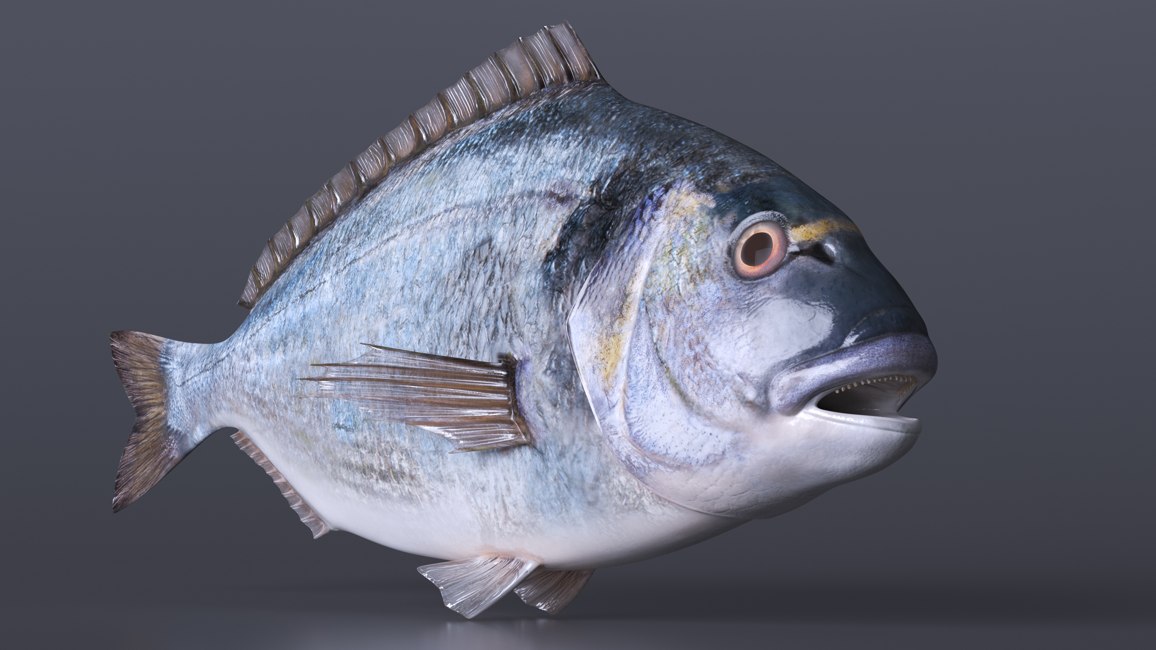 3D Sparus Aurata model