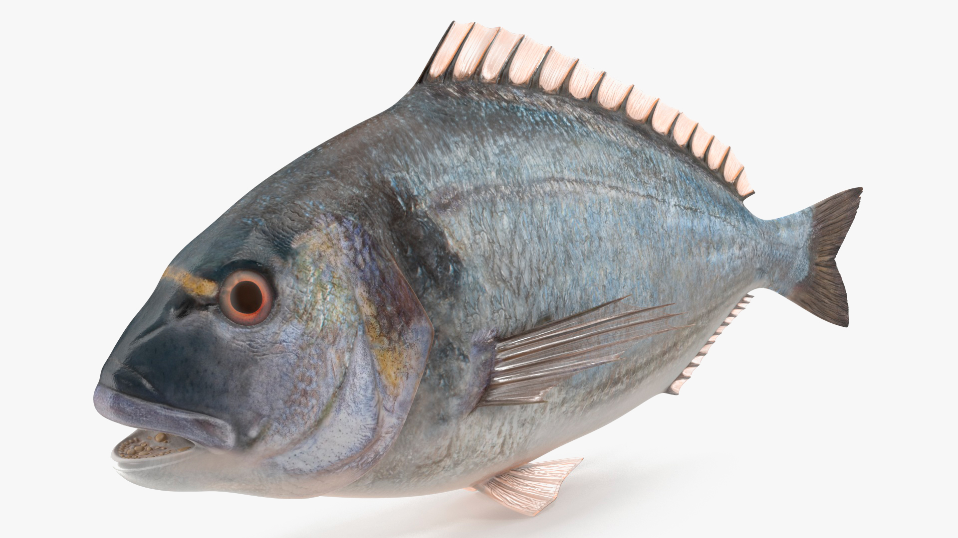 3D Sparus Aurata model
