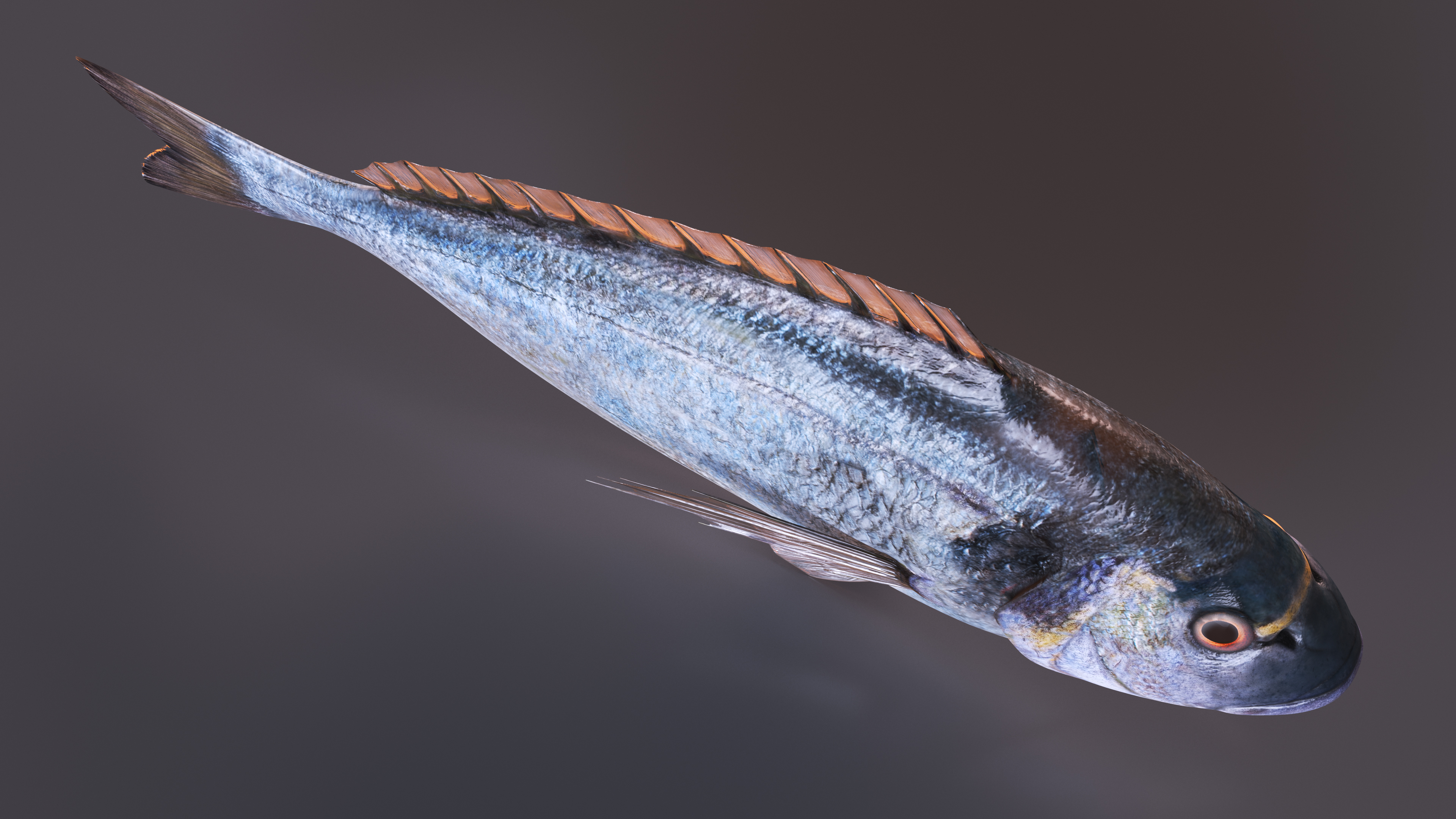 3D Sparus Aurata model