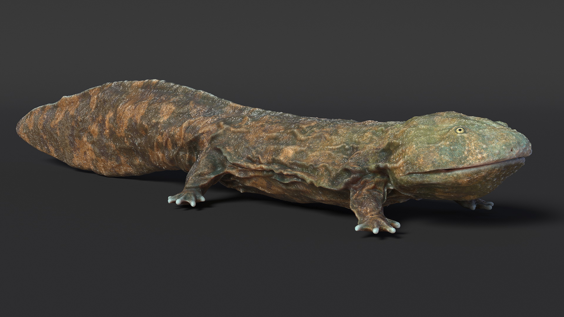 Aquatic Salamander Light Wet Rigged for Maya 3D model