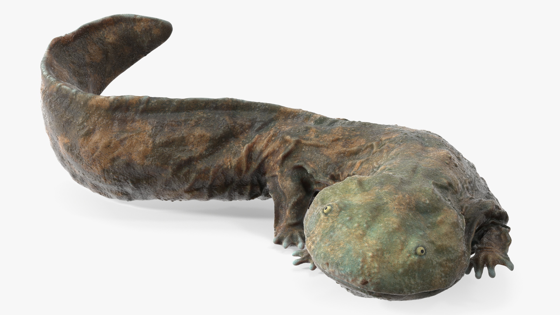Aquatic Salamander Light Wet Rigged for Maya 3D model
