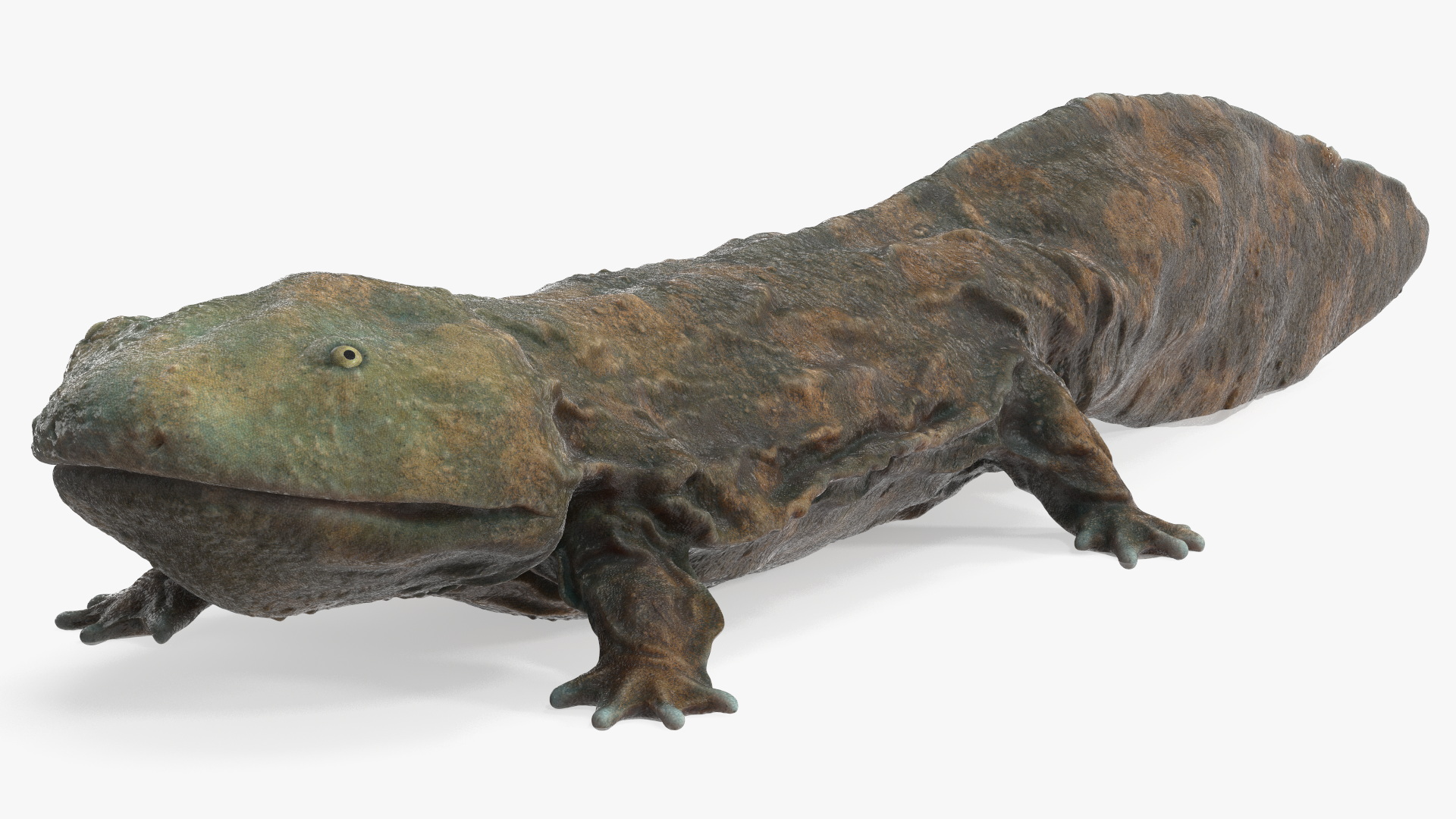 Aquatic Salamander Light Wet Rigged for Maya 3D model