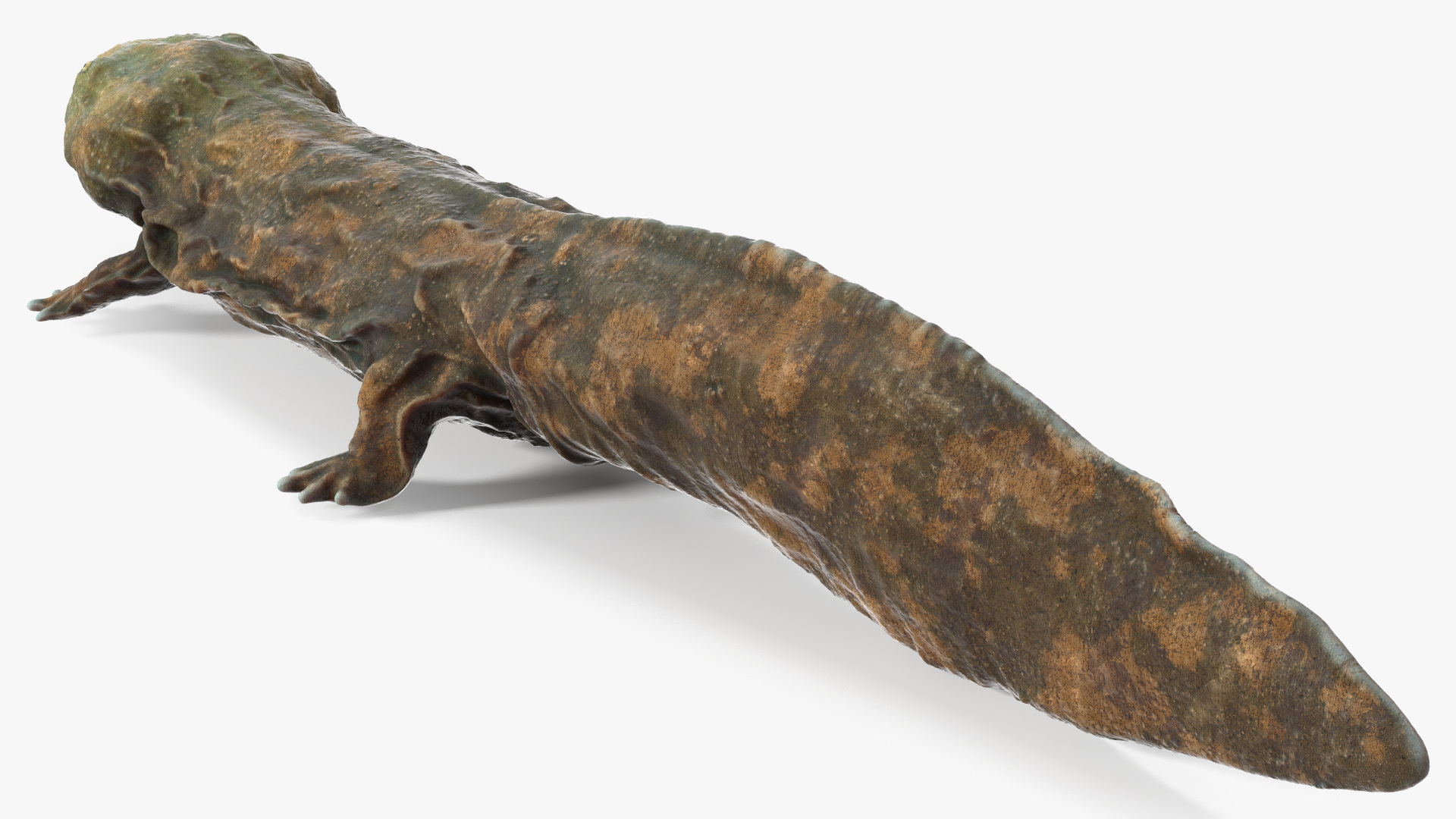 Aquatic Salamander Light Wet Rigged for Maya 3D model