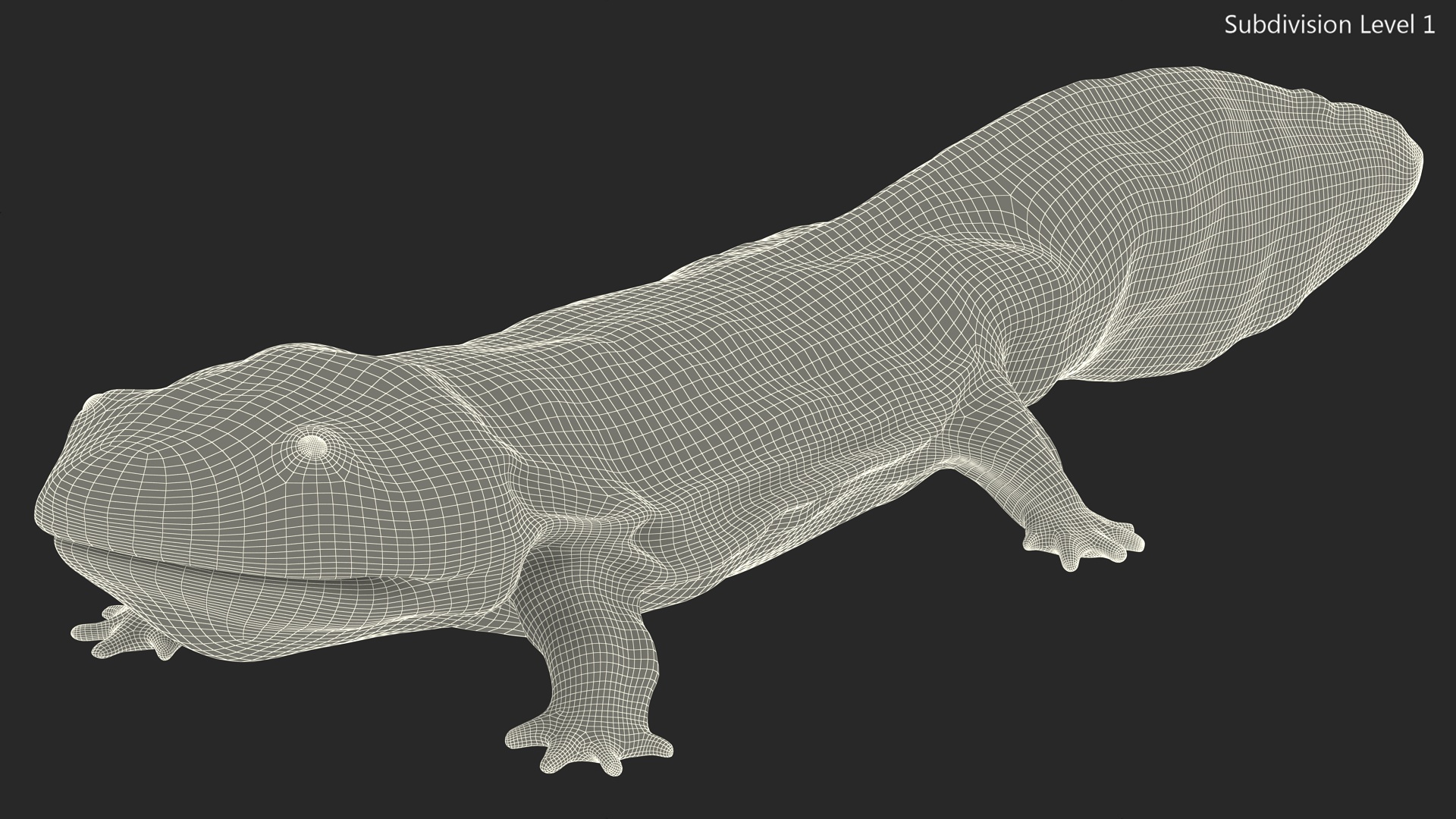 Aquatic Salamander Light Wet Rigged for Maya 3D model