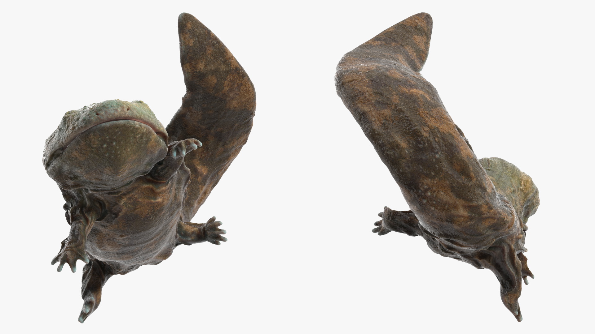Aquatic Salamander Light Wet Rigged for Maya 3D model