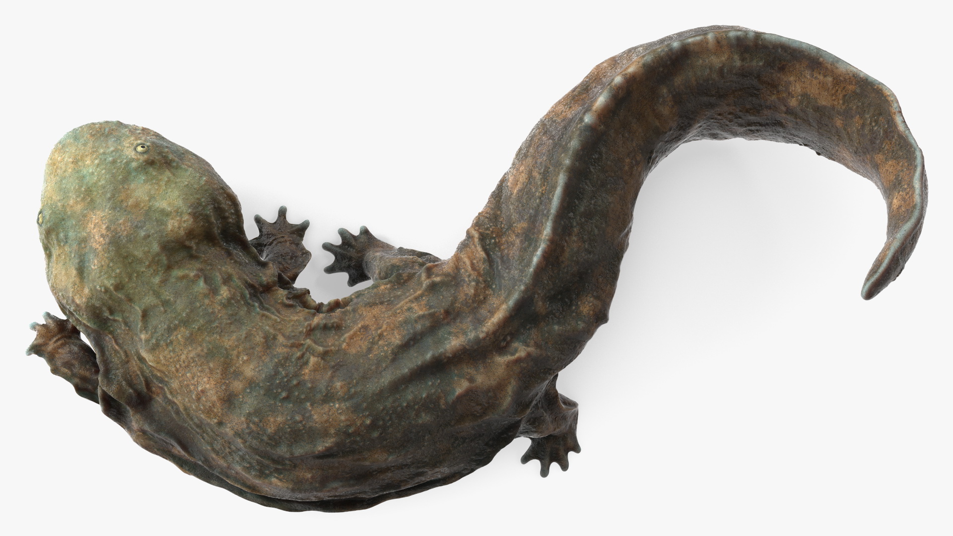 Aquatic Salamander Light Wet Rigged for Maya 3D model