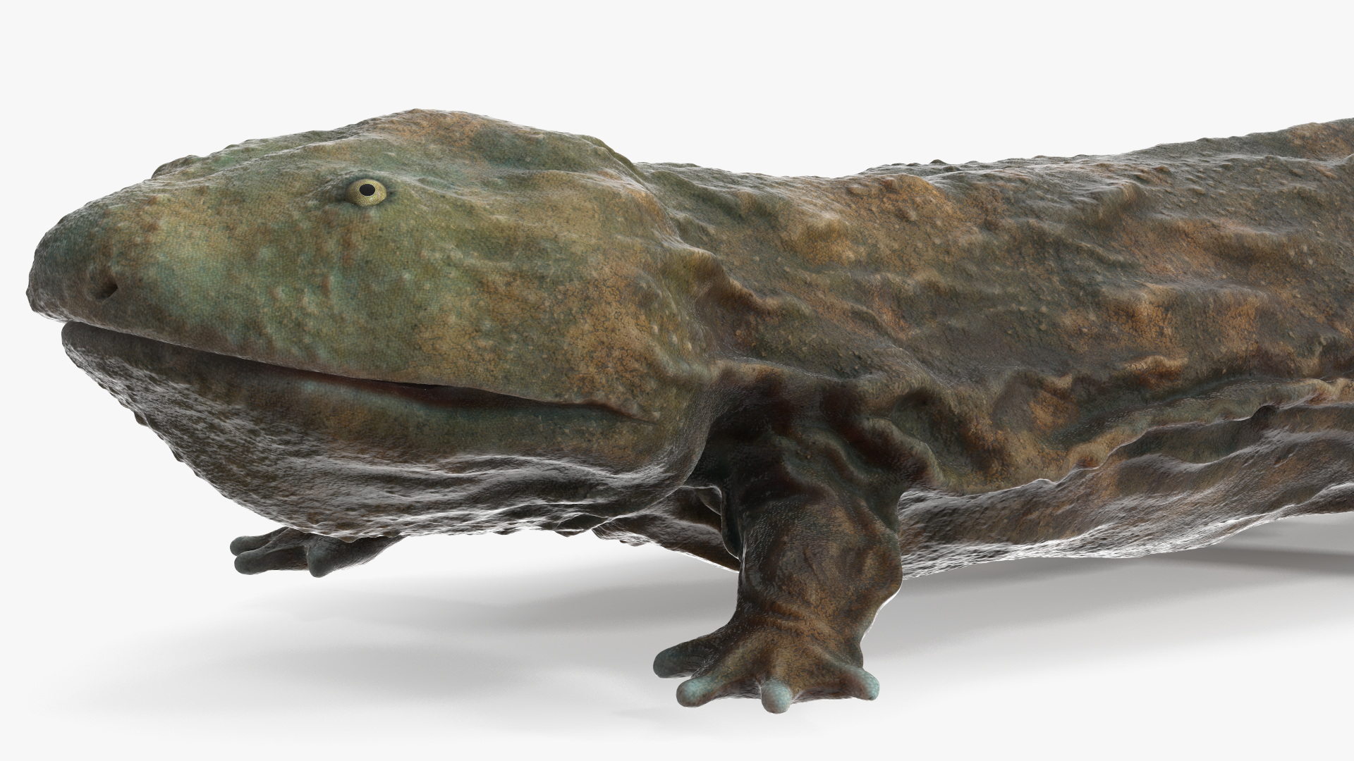 Aquatic Salamander Light Wet Rigged for Maya 3D model