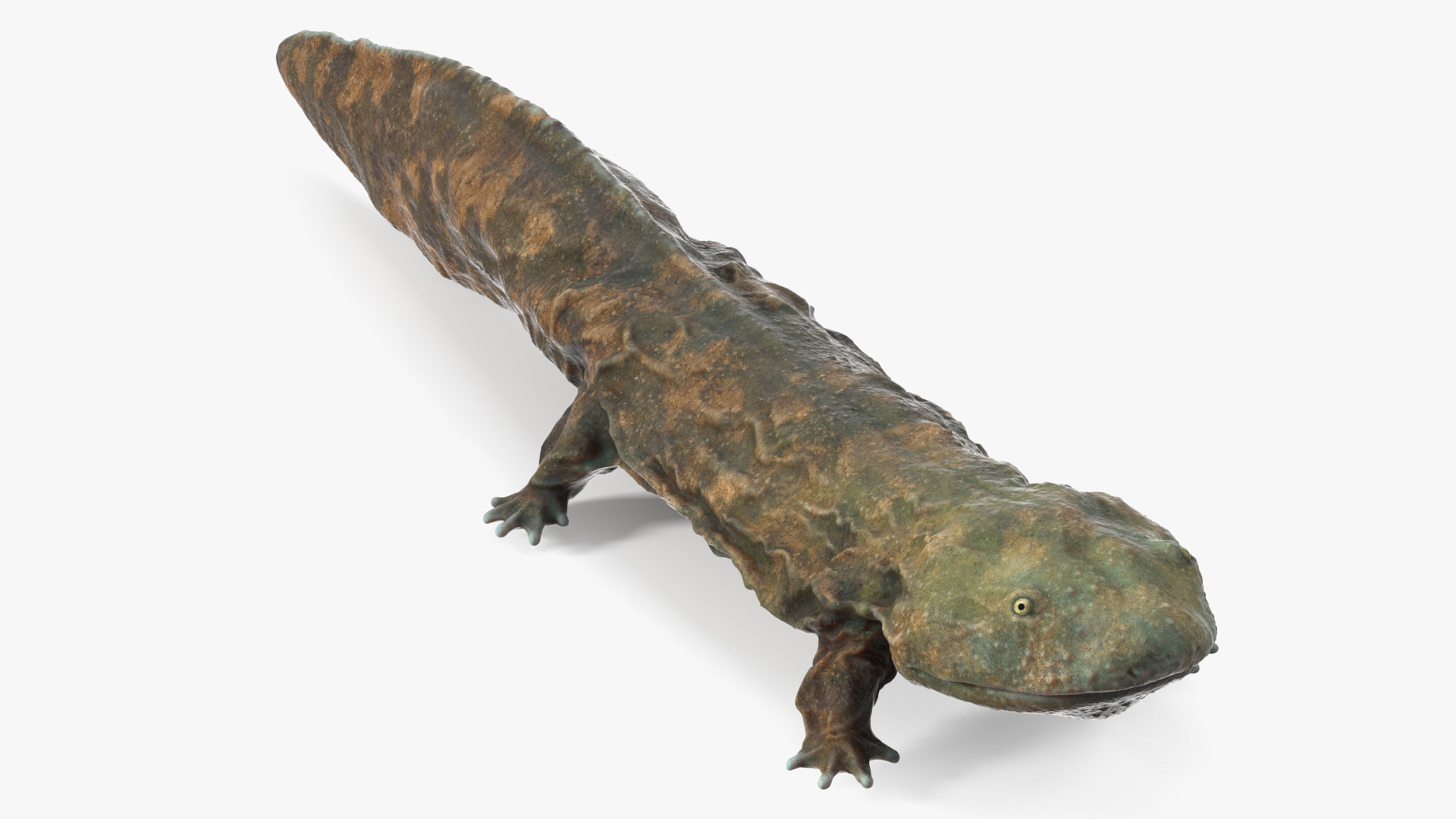 Aquatic Salamander Light Wet Rigged for Maya 3D model