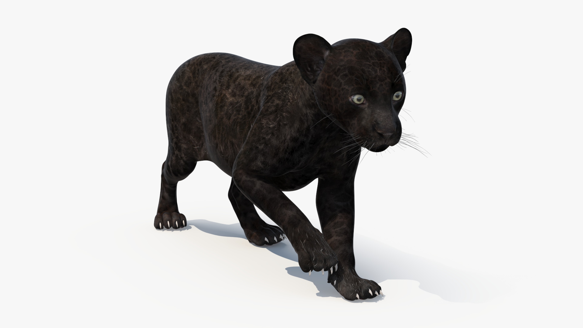 3D Panther Cub Wary Pose