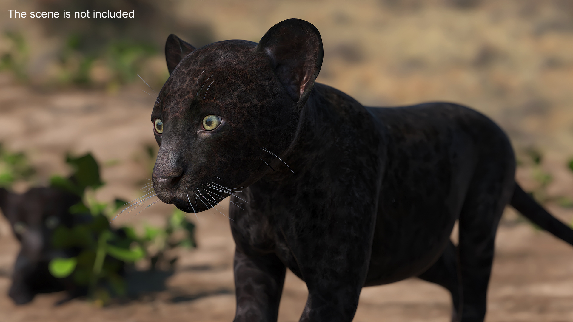 3D Panther Cub Wary Pose