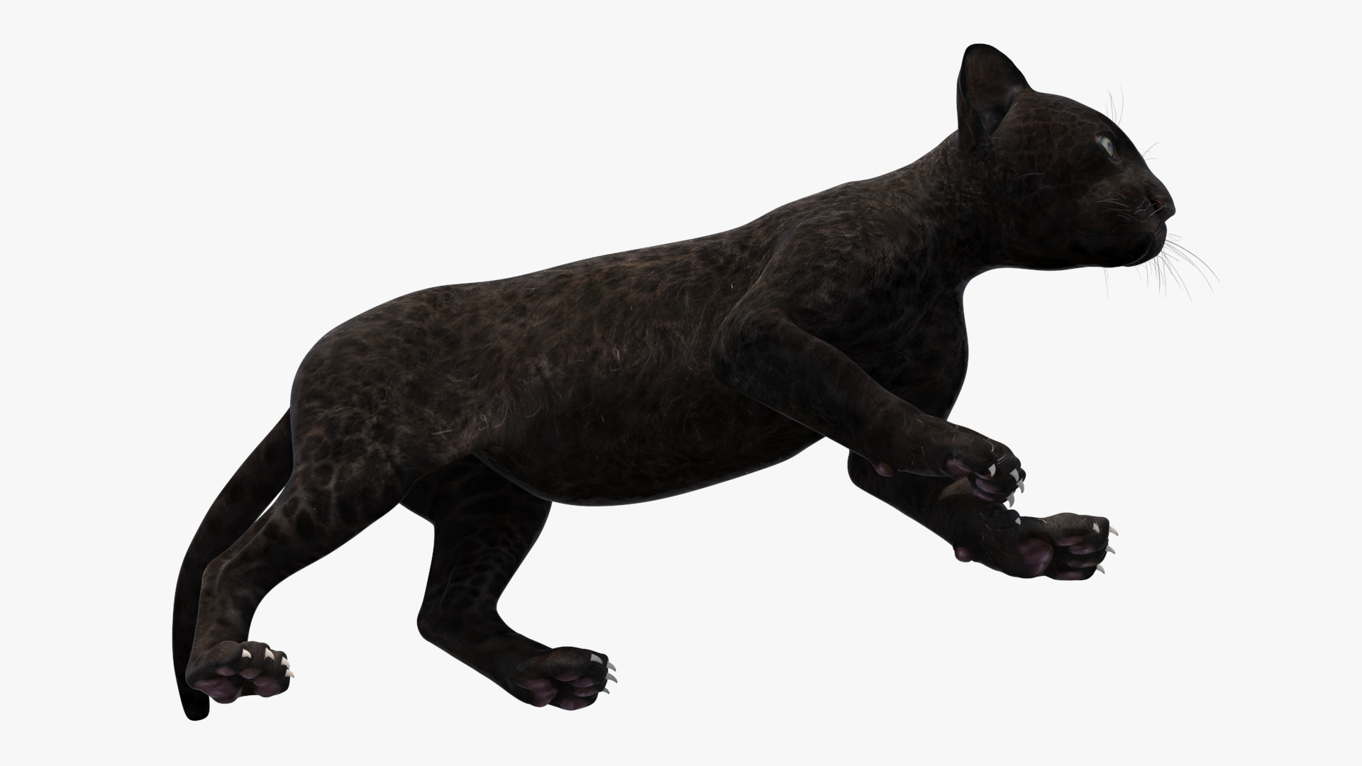 3D Panther Cub Wary Pose