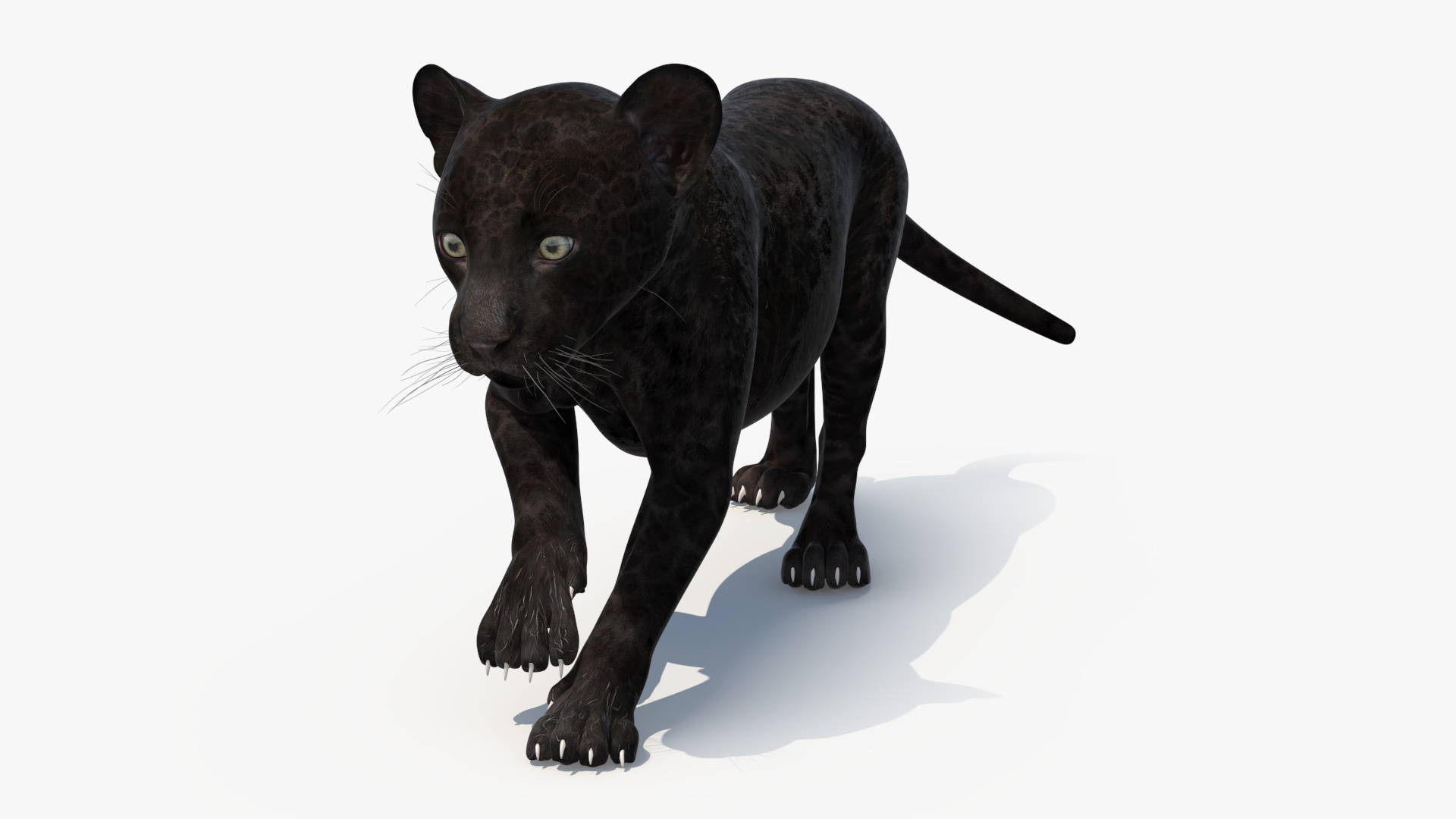 3D Panther Cub Wary Pose