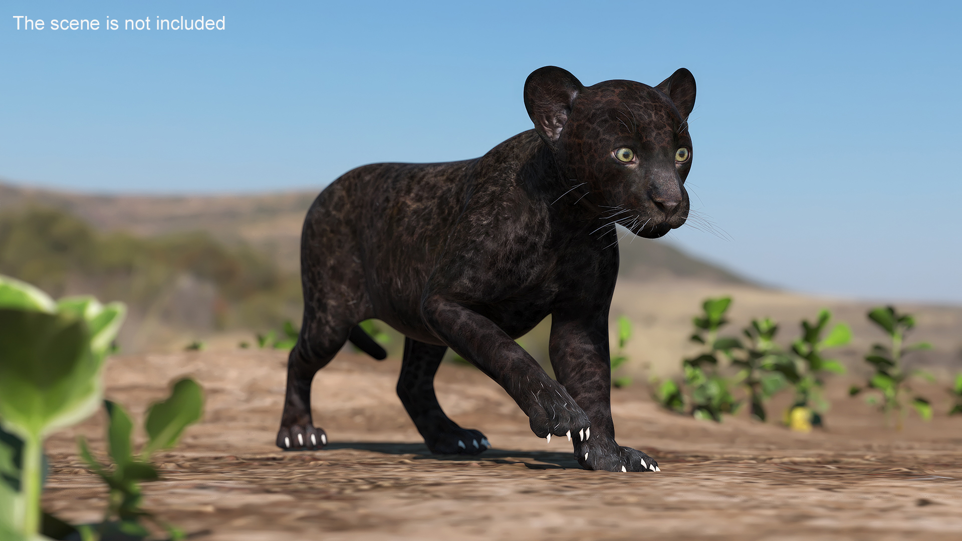 3D Panther Cub Wary Pose