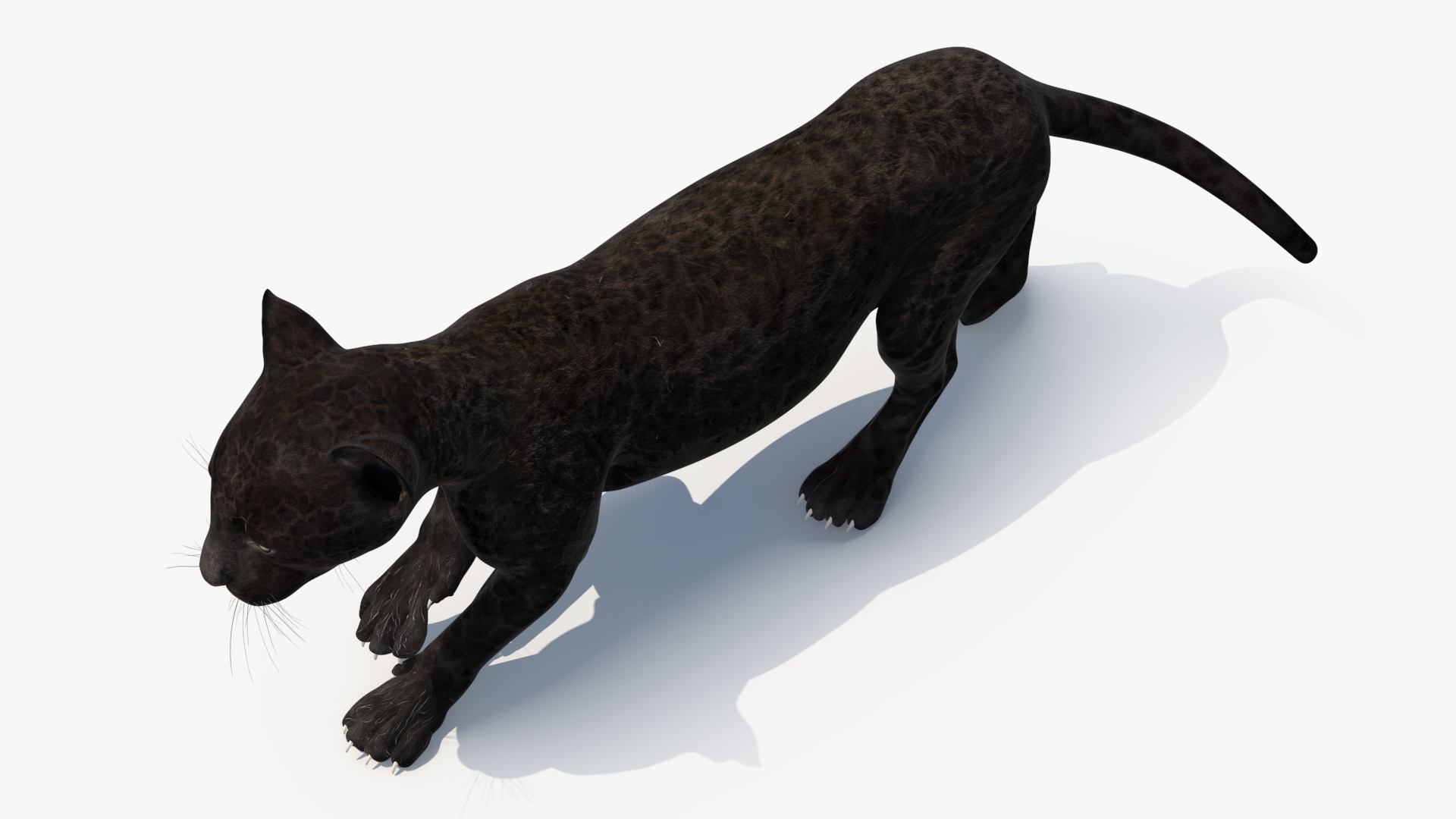 3D Panther Cub Wary Pose