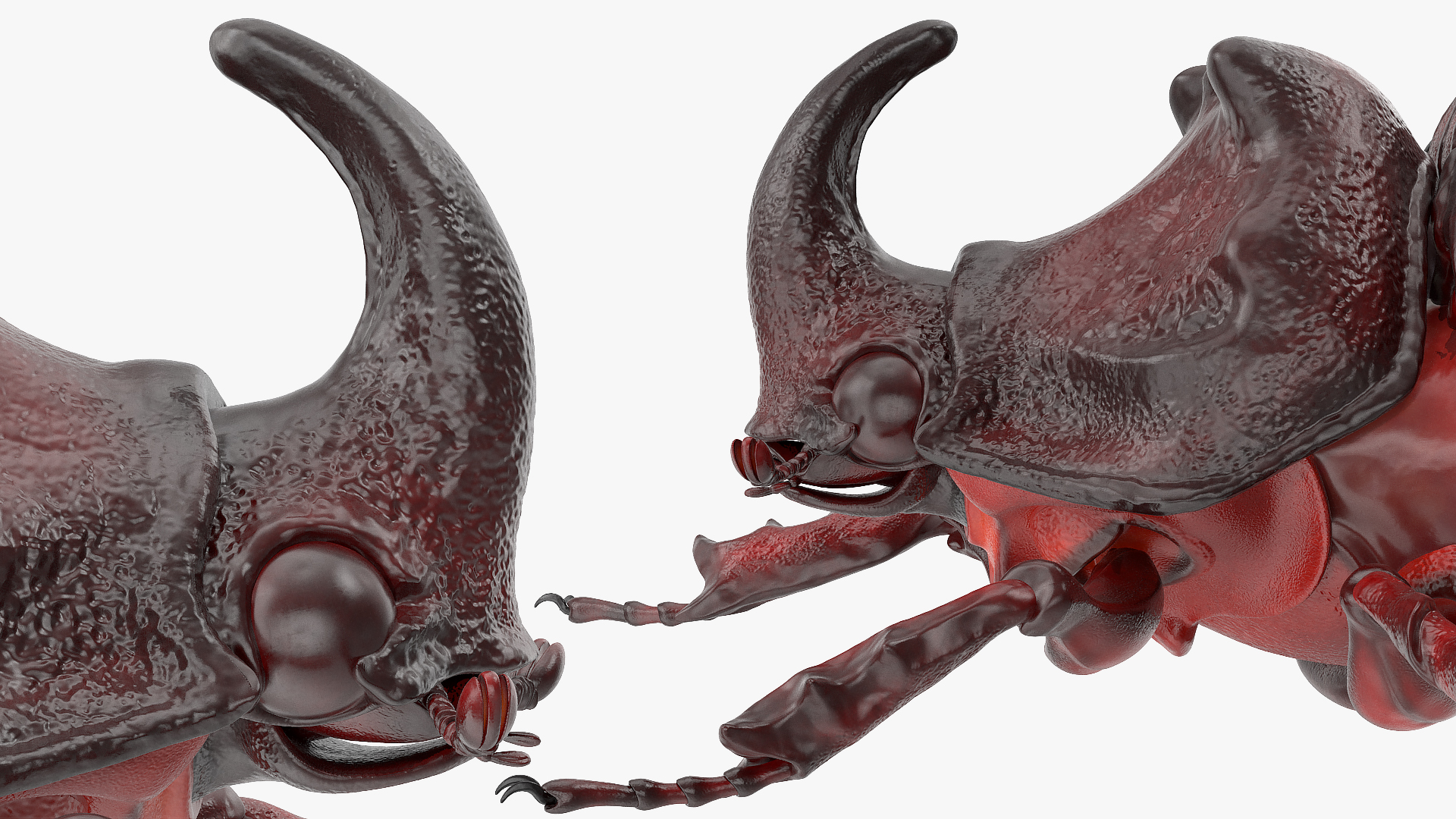 3D model Oryctes Nasicornis Rhinoceros Beetle Standing
