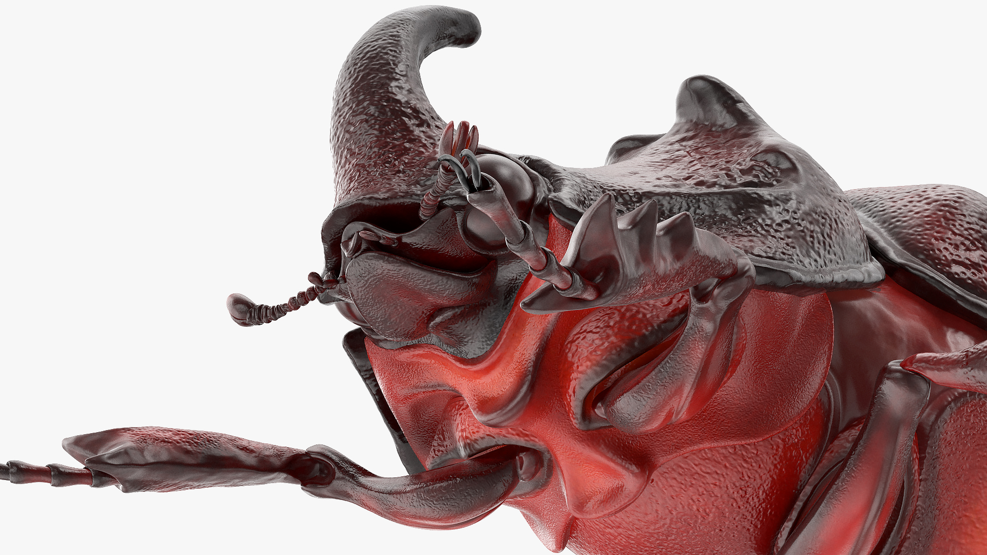 3D model Oryctes Nasicornis Rhinoceros Beetle Standing