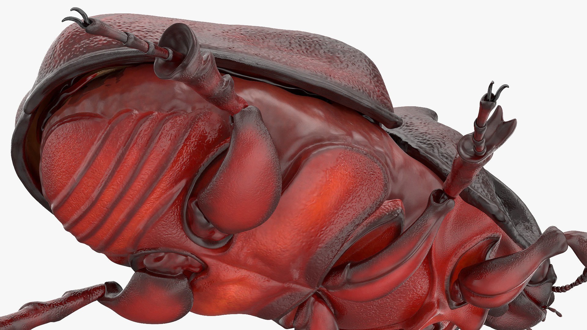 3D model Oryctes Nasicornis Rhinoceros Beetle Standing
