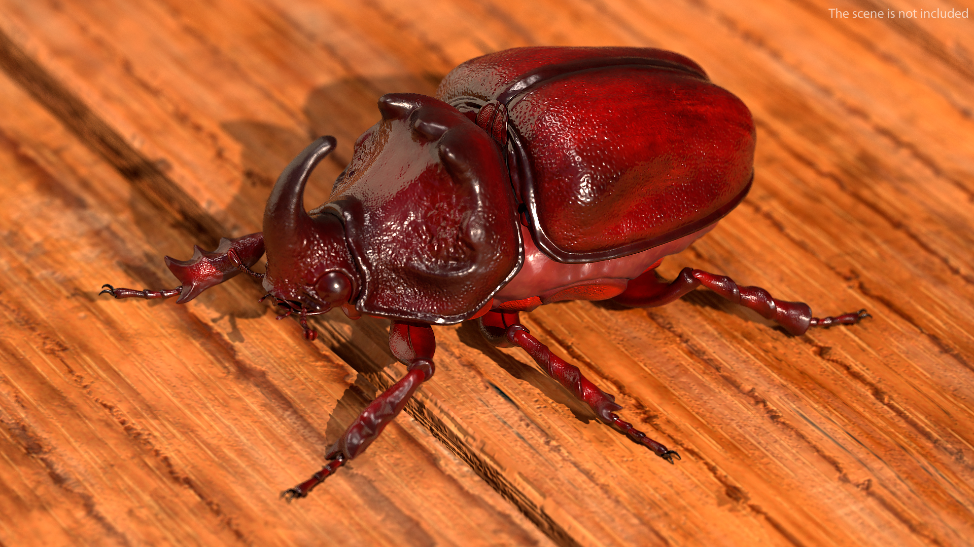 3D model Oryctes Nasicornis Rhinoceros Beetle Standing