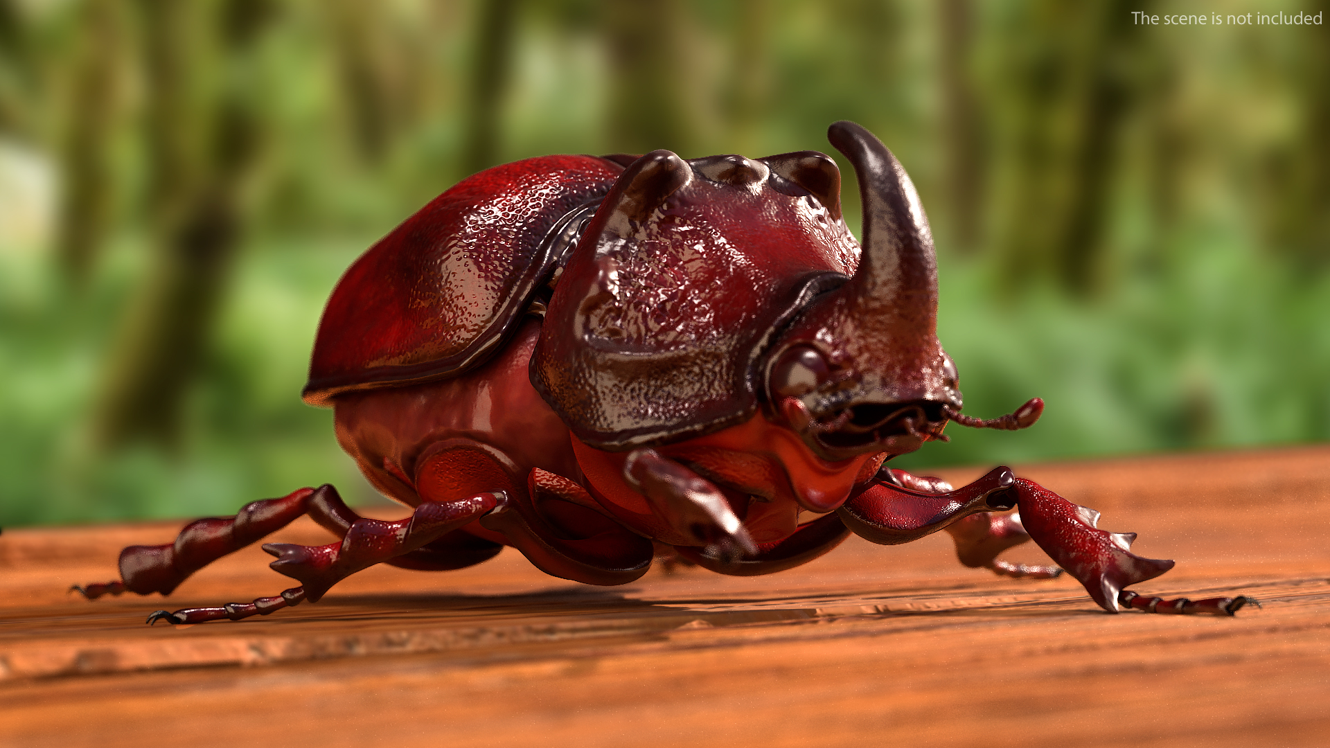 3D model Oryctes Nasicornis Rhinoceros Beetle Standing