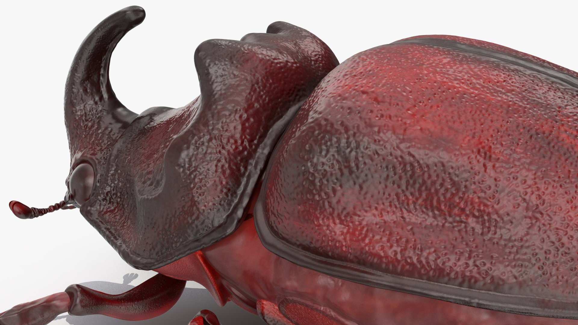 3D model Oryctes Nasicornis Rhinoceros Beetle Standing