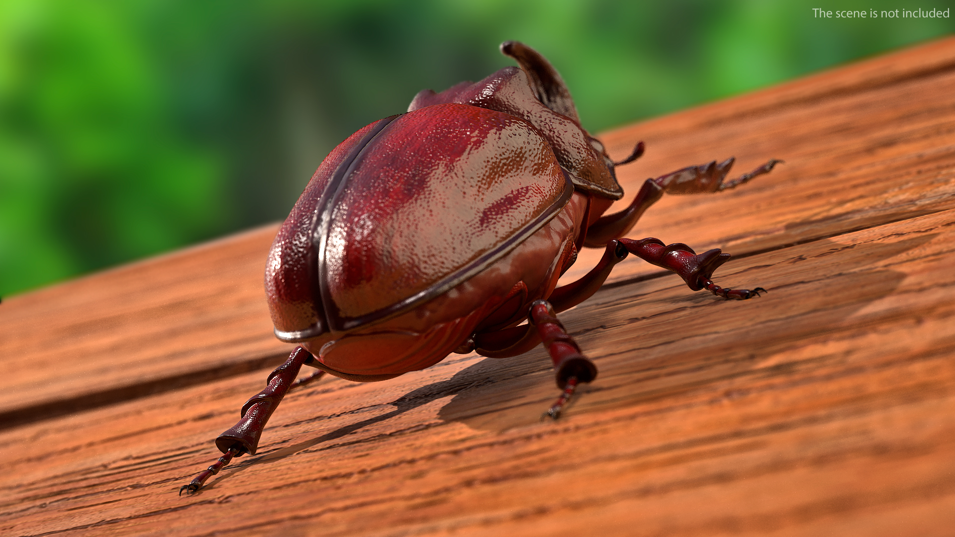 3D model Oryctes Nasicornis Rhinoceros Beetle Standing