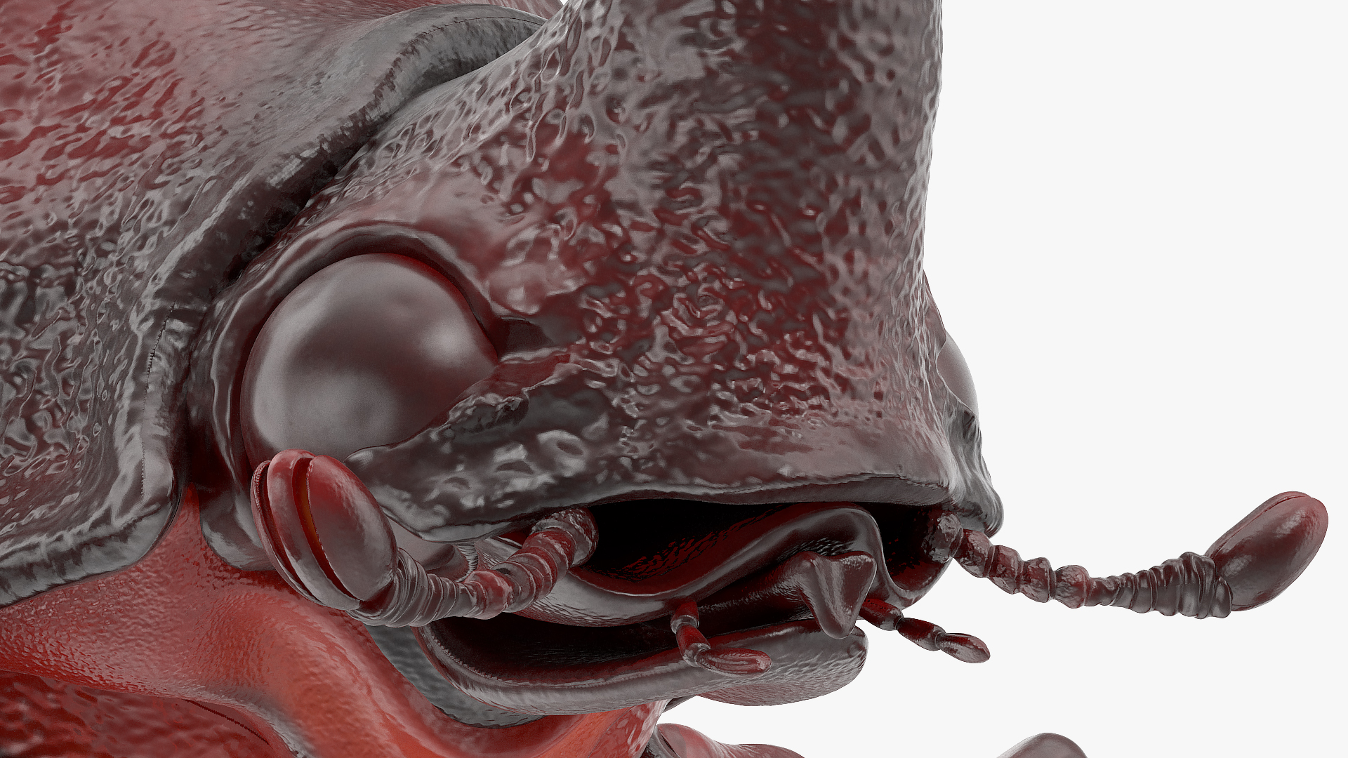 3D model Oryctes Nasicornis Rhinoceros Beetle Standing