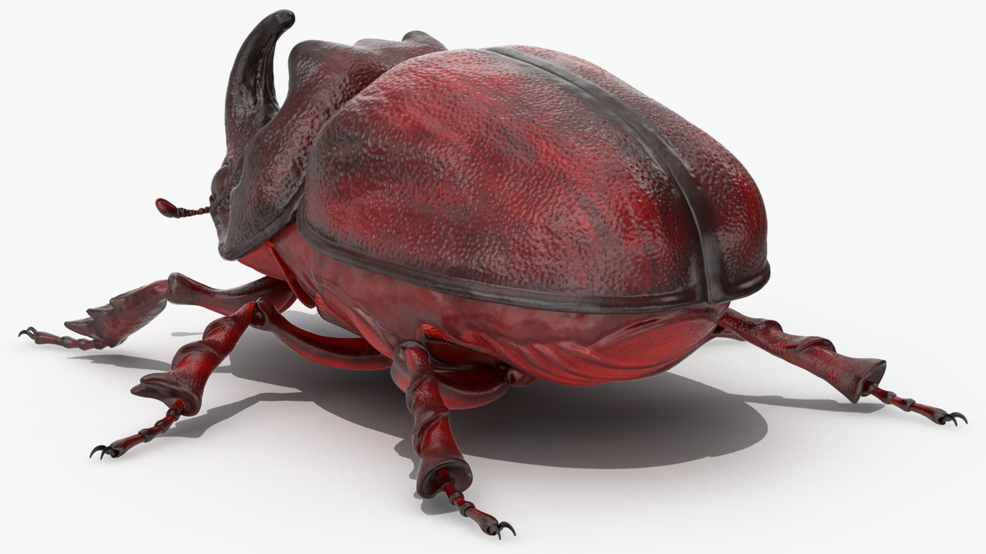 3D model Oryctes Nasicornis Rhinoceros Beetle Standing